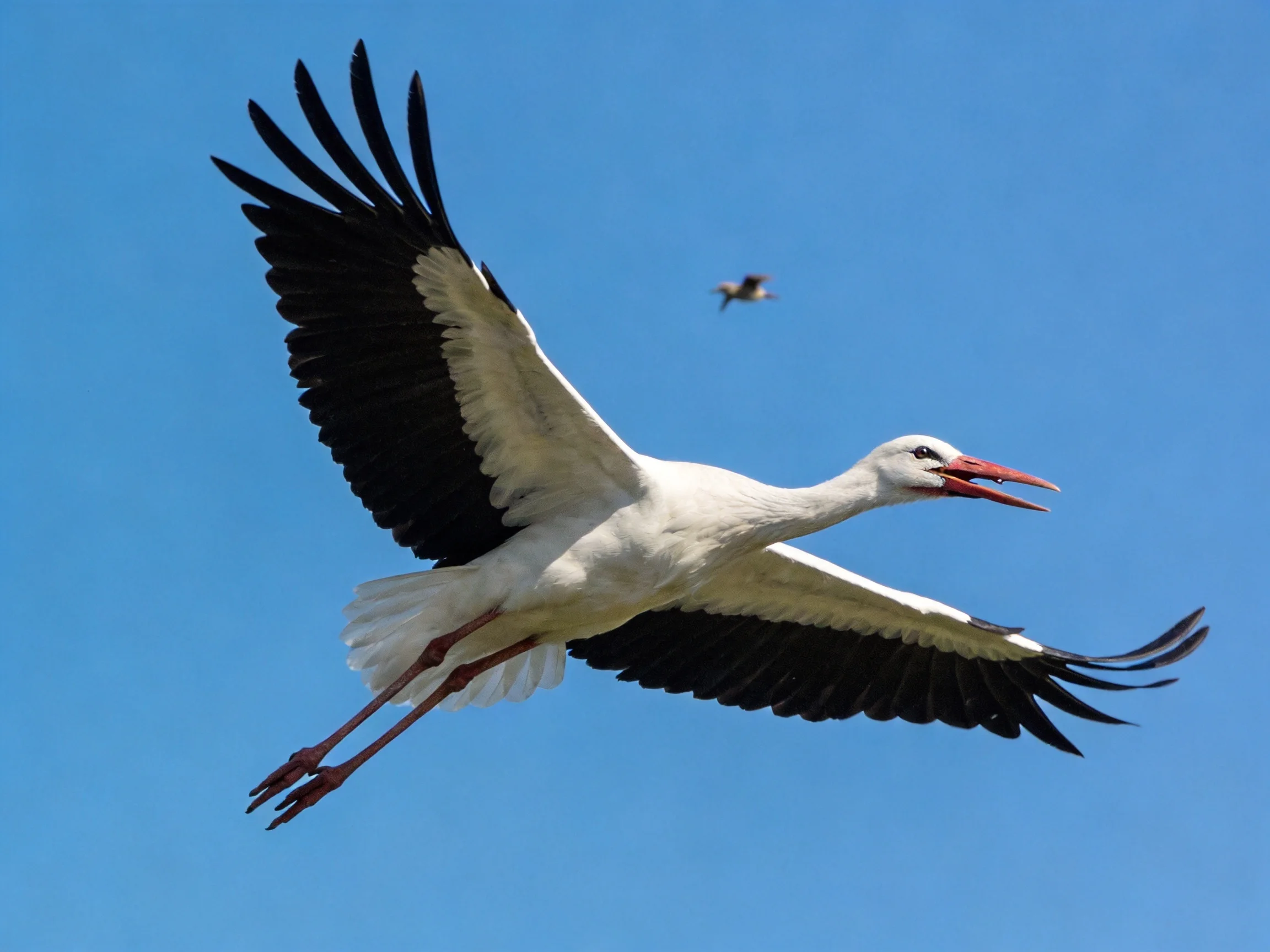 A large white stork with black wings flies in clear blue sky