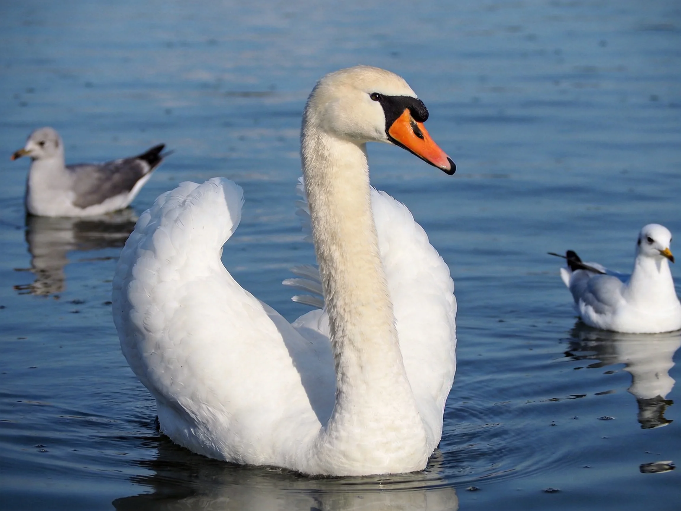A white swan floats with seagulls in calm water