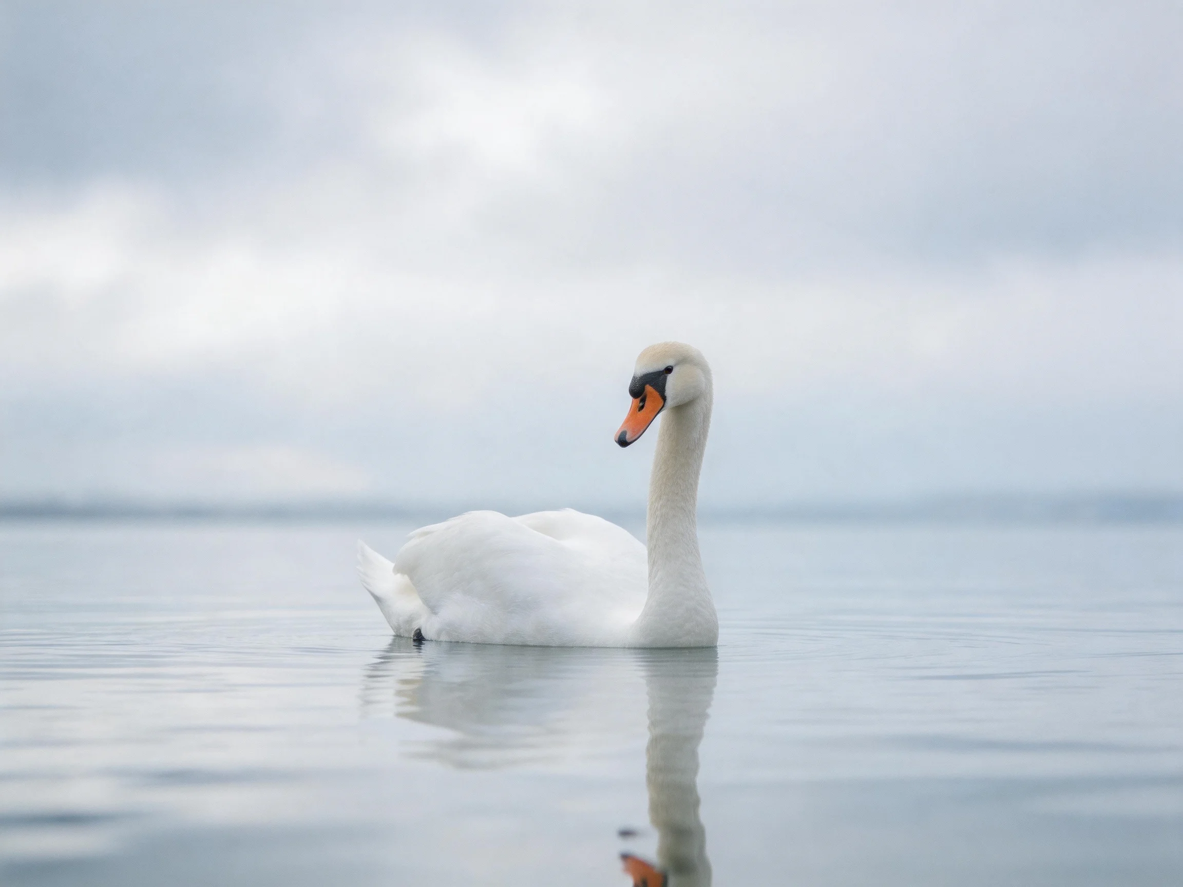 A lone white swan gliding on calm water beneath a gray sky