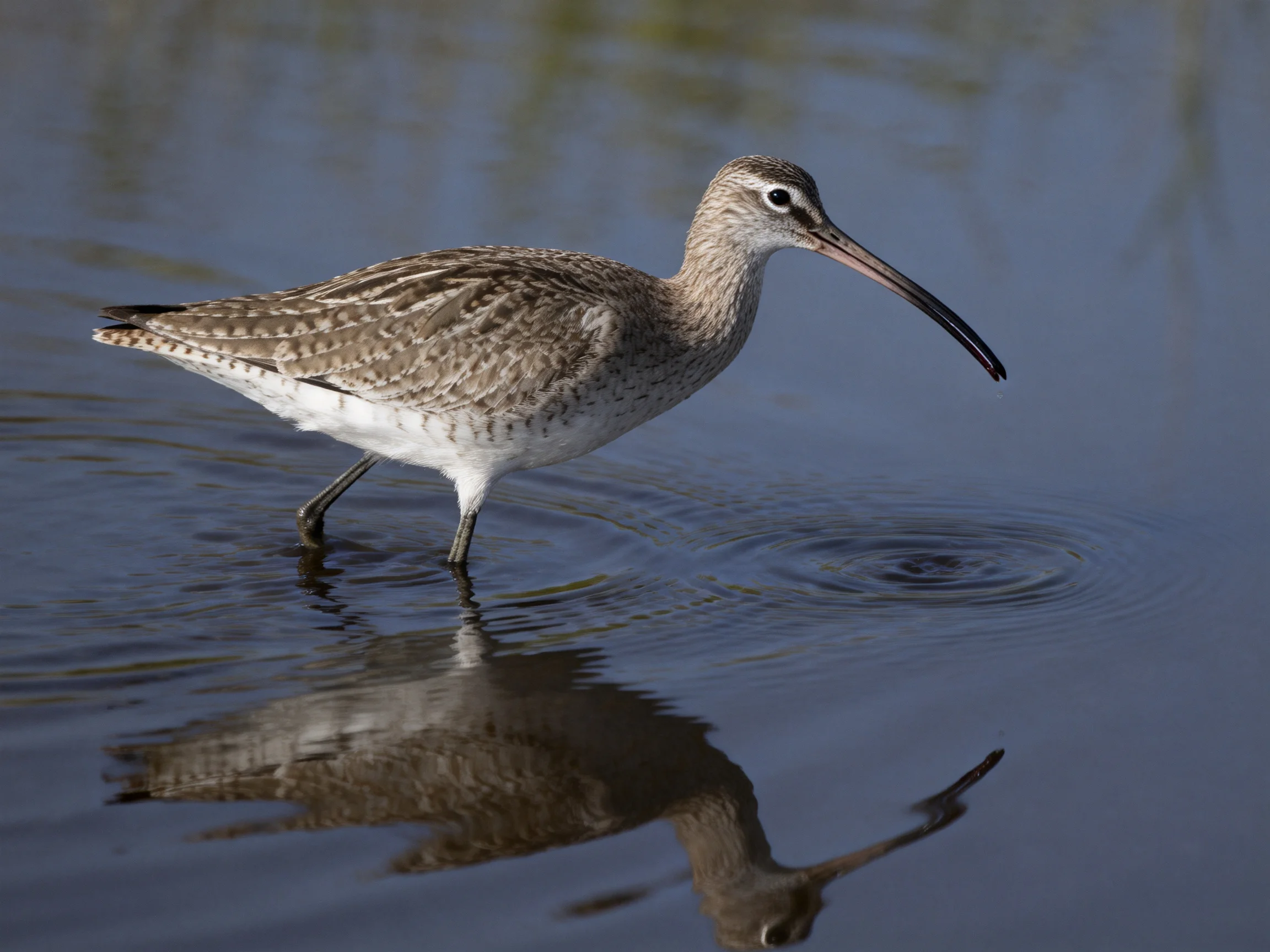 A long - billed shorebird foraging in shallow blue water