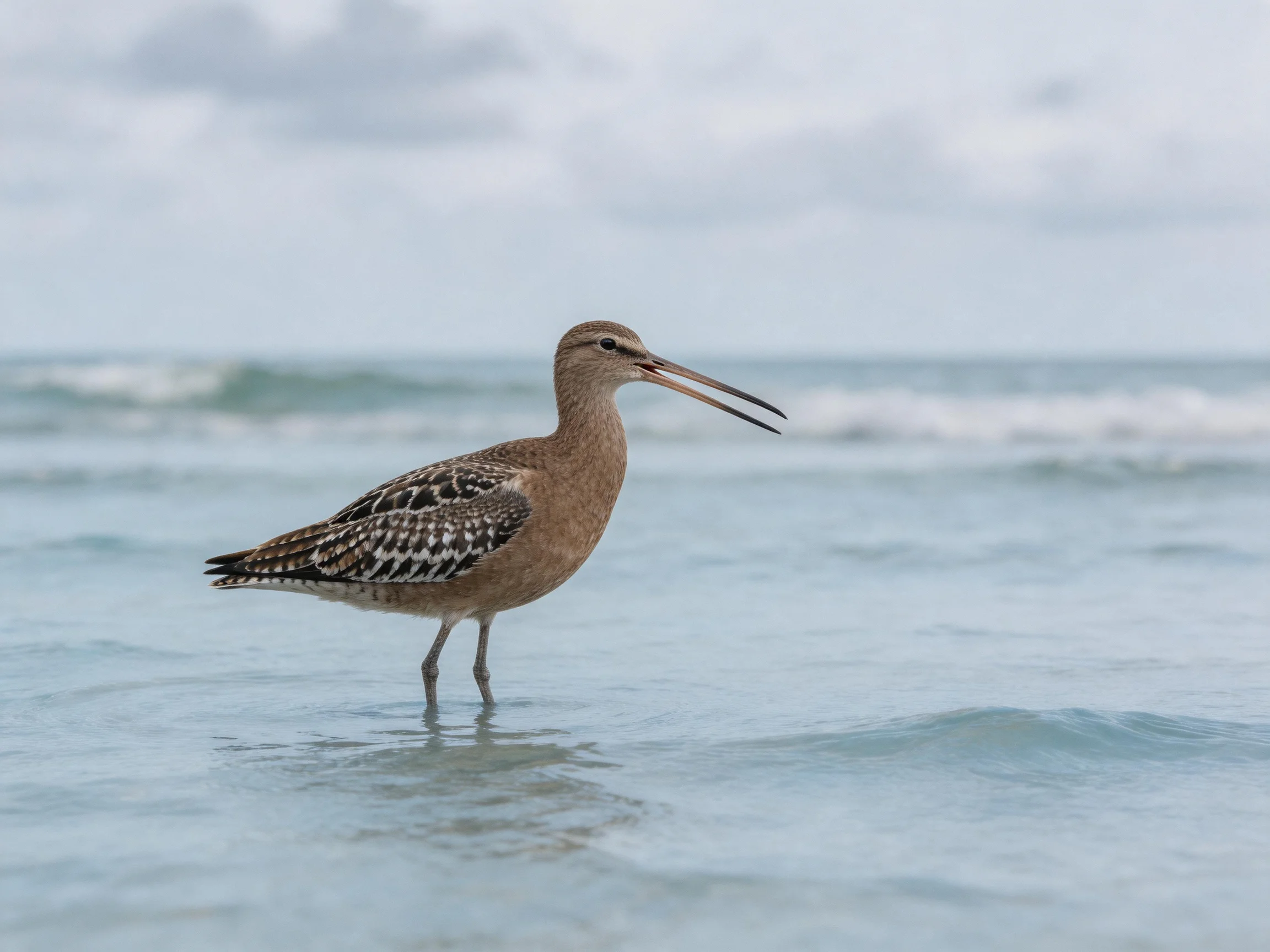 A long-billed shorebird stands in shallow coastal waters