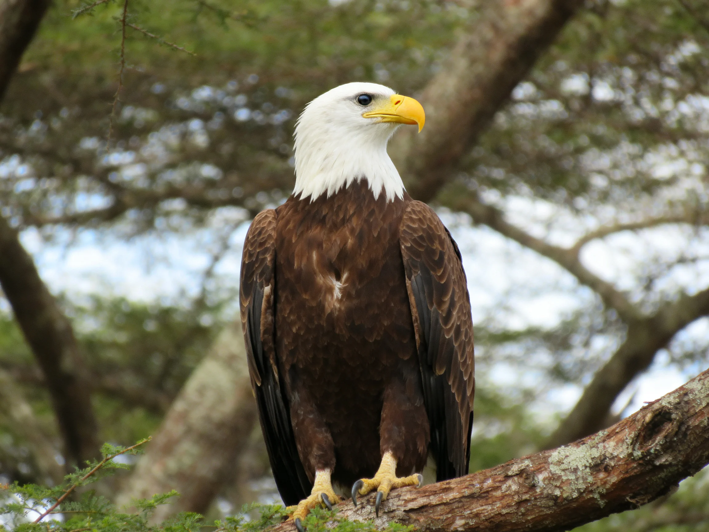 A majestic bald eagle perched on a tree branch