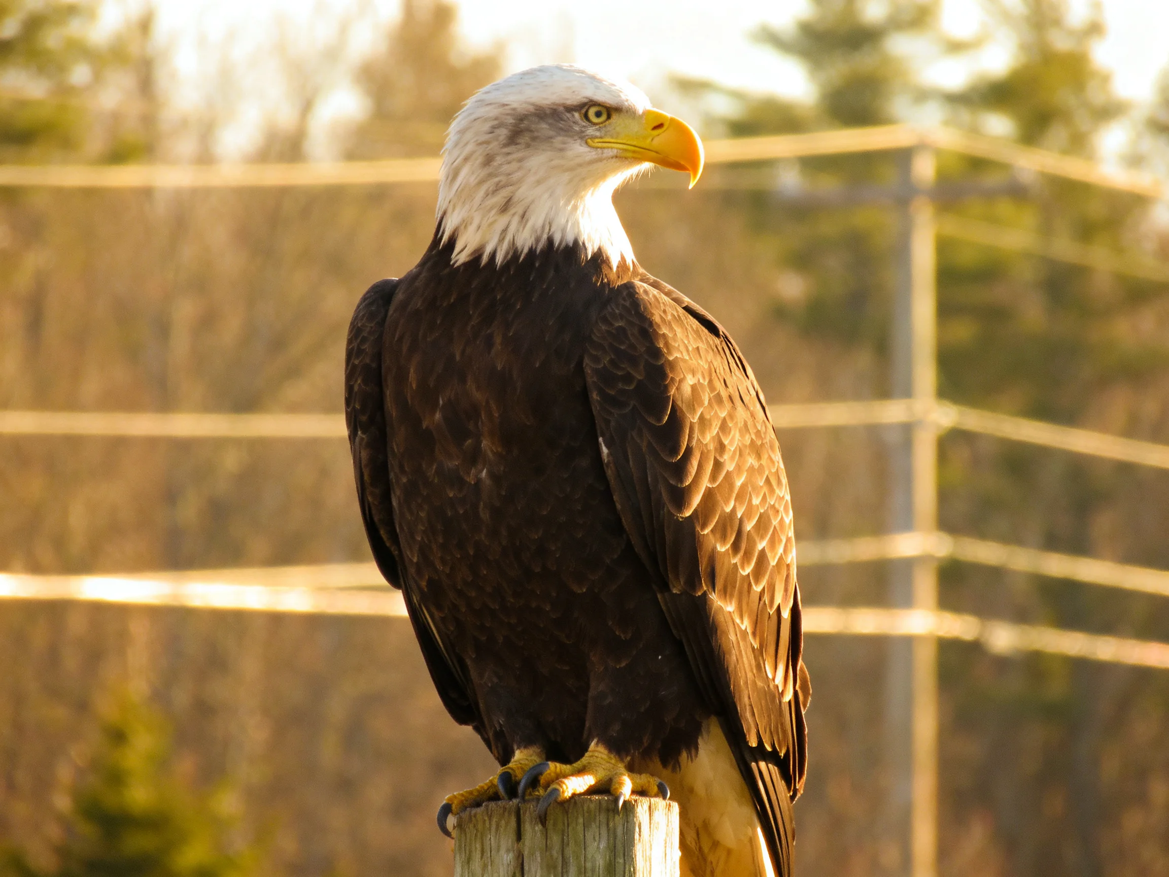 A majestic bald eagle with white head and brown feathers perched on a wooden post