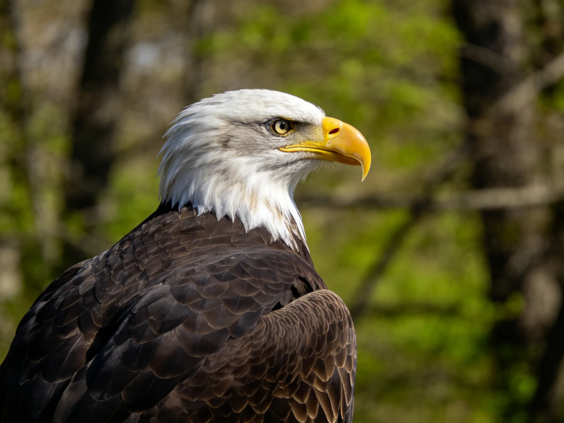 A close - up view of a bald eagle displaying its characteristic white head and bright yellow beak.