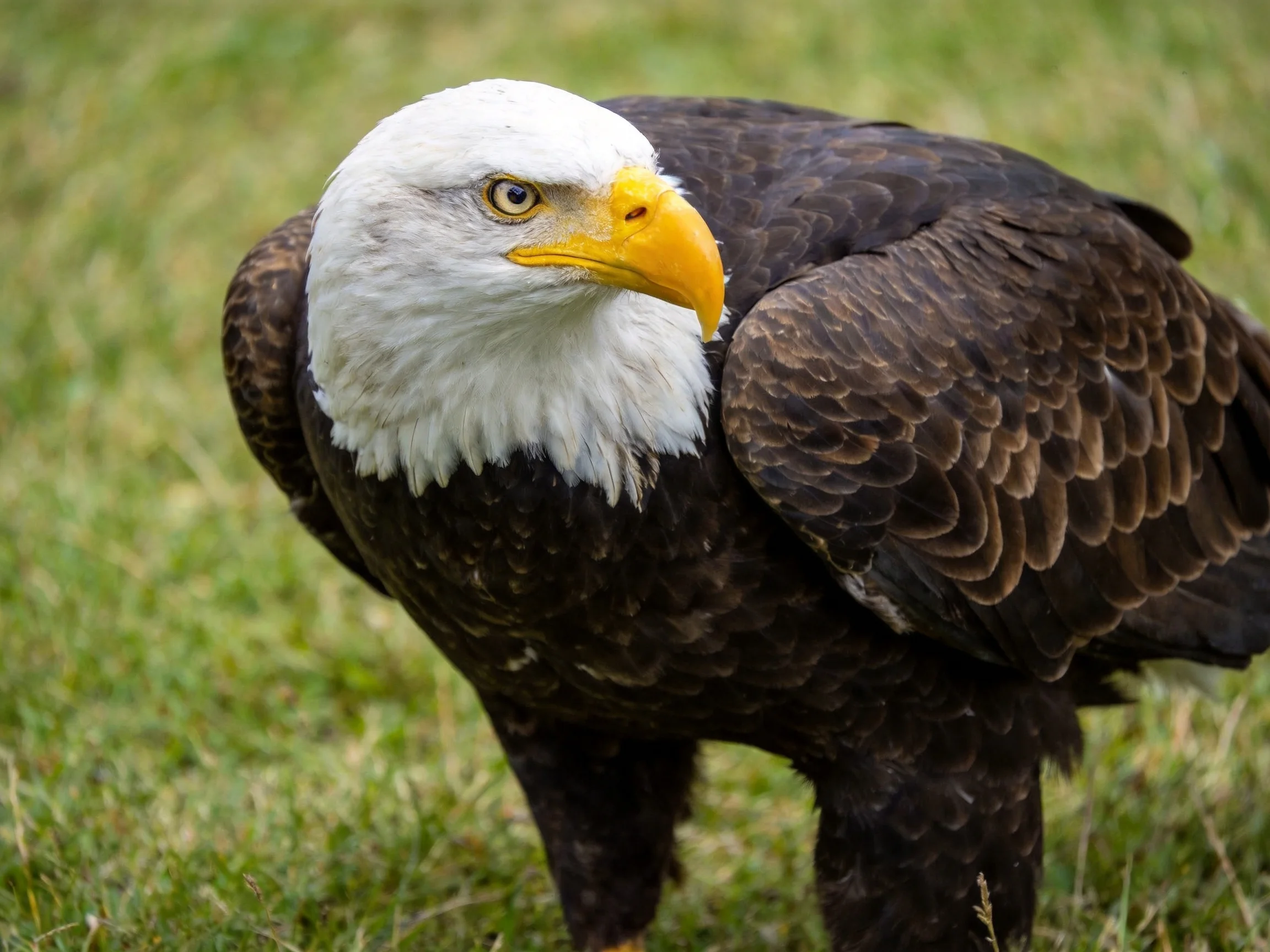 A majestic bald eagle with white head and yellow beak on green grass