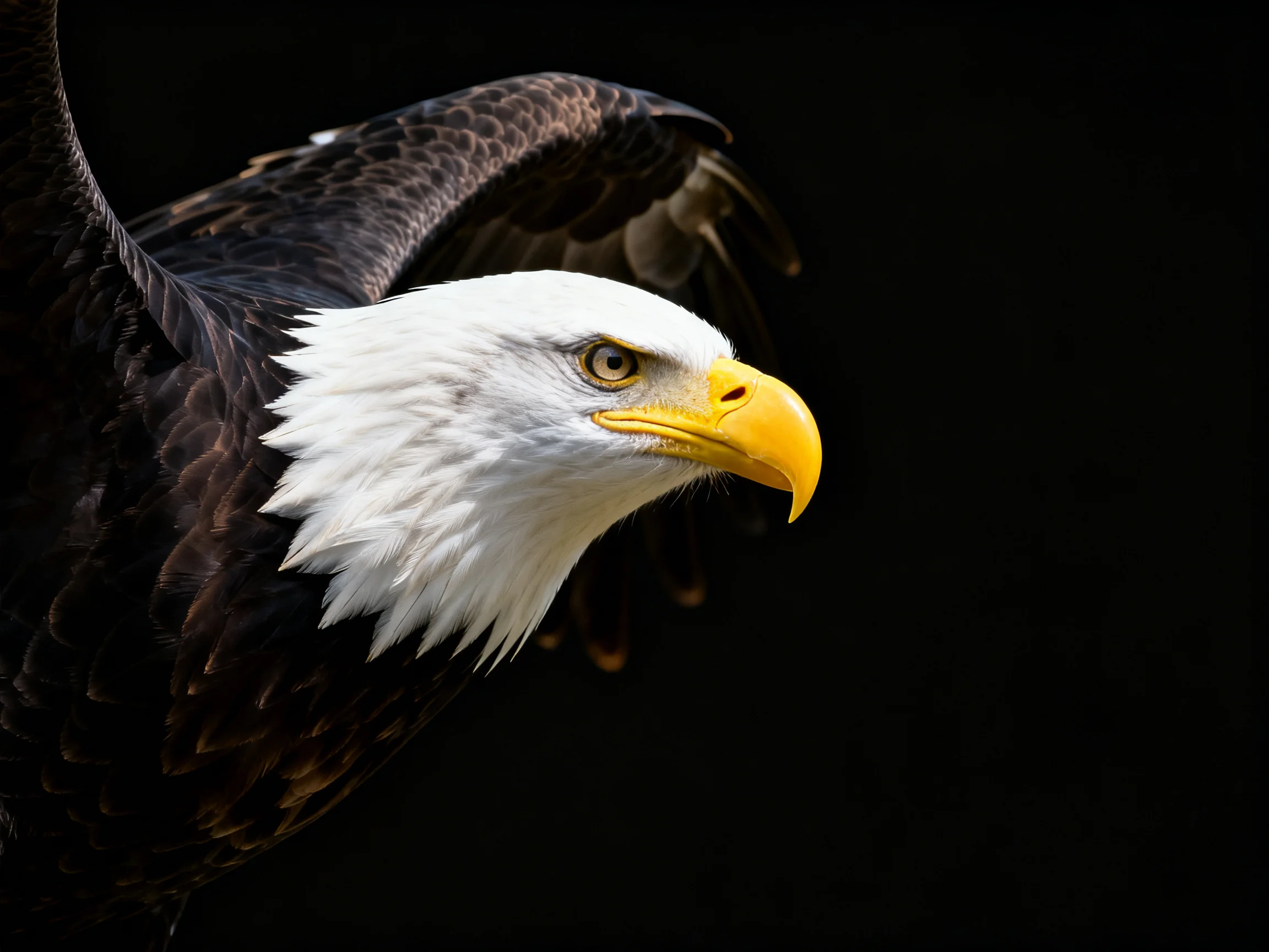 A majestic bald eagle with white head and yellow beak
