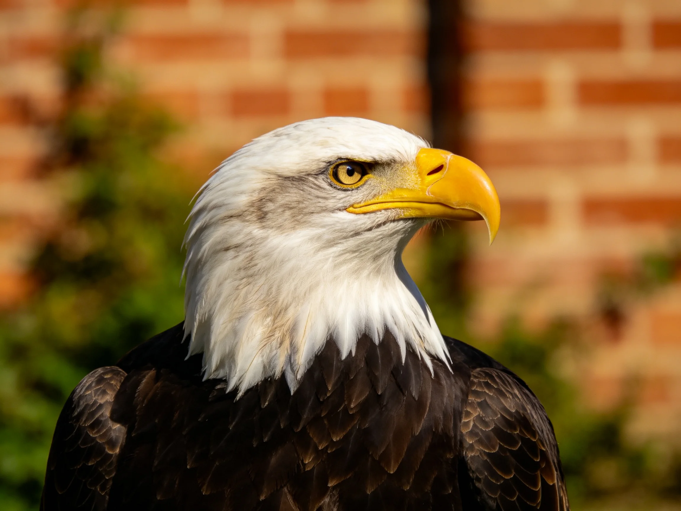 A majestic bald eagle with white head, yellow beak, near a brick wall