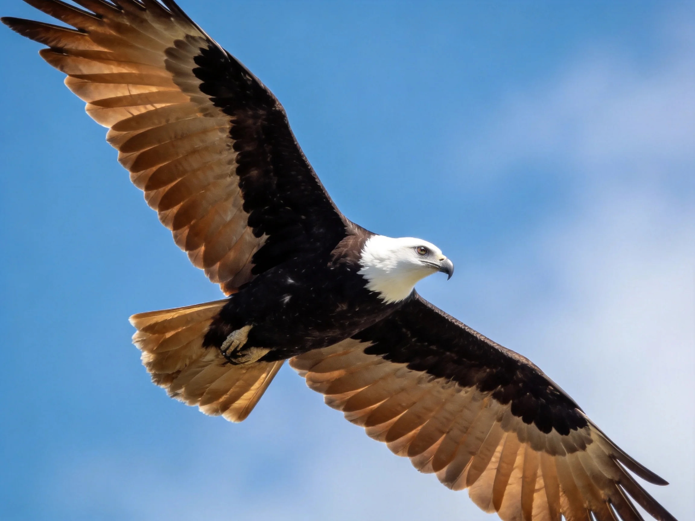 A majestic bird soars with brown, black, and white plumage