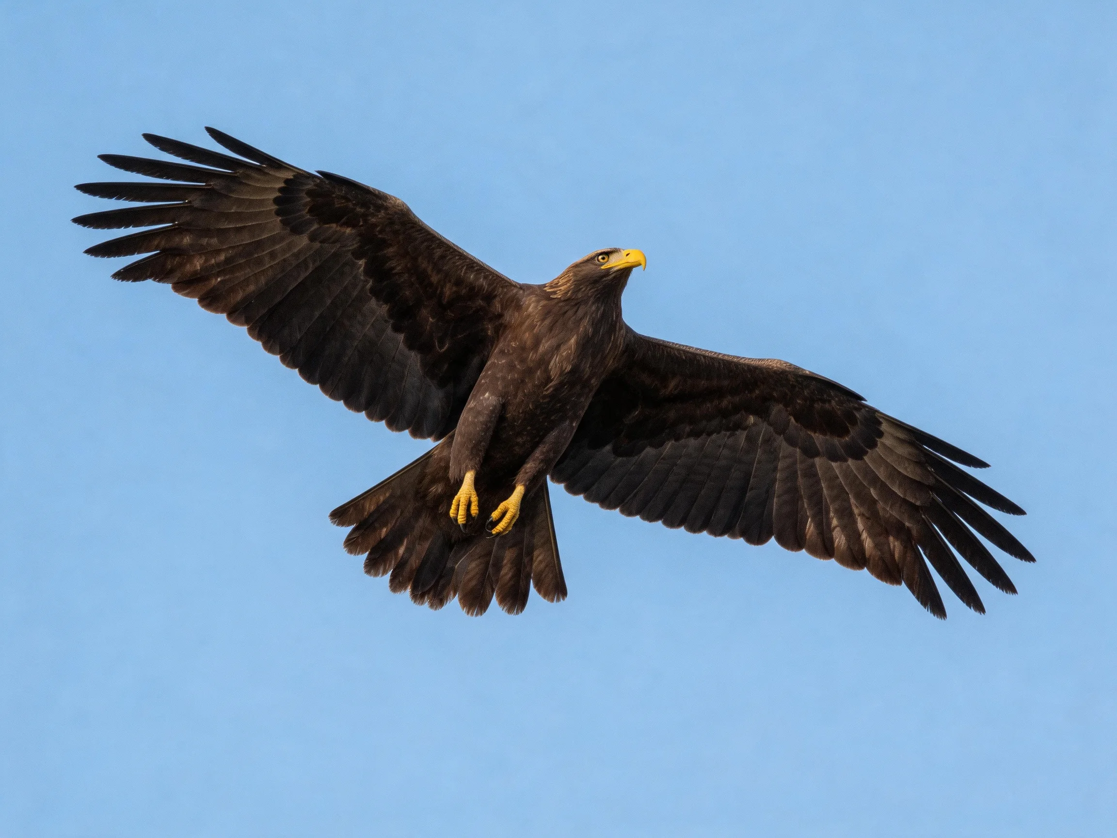 A majestic brown eagle soars with outstretched wings