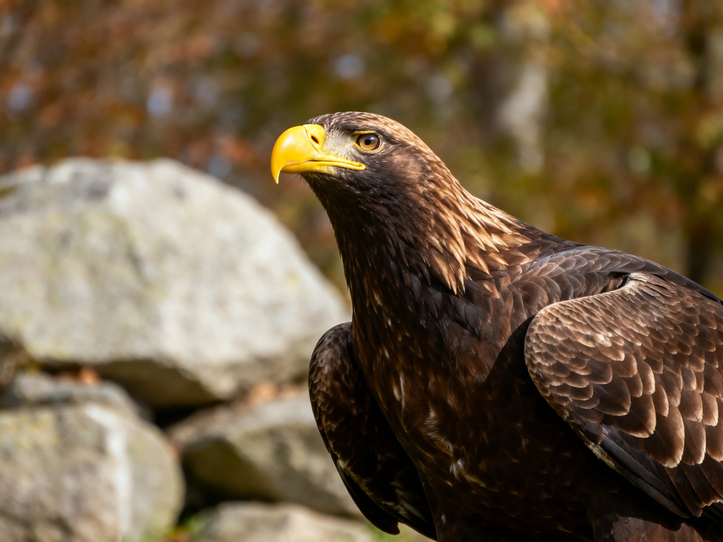 A majestic brown eagle with a bright yellow beak near large rocks