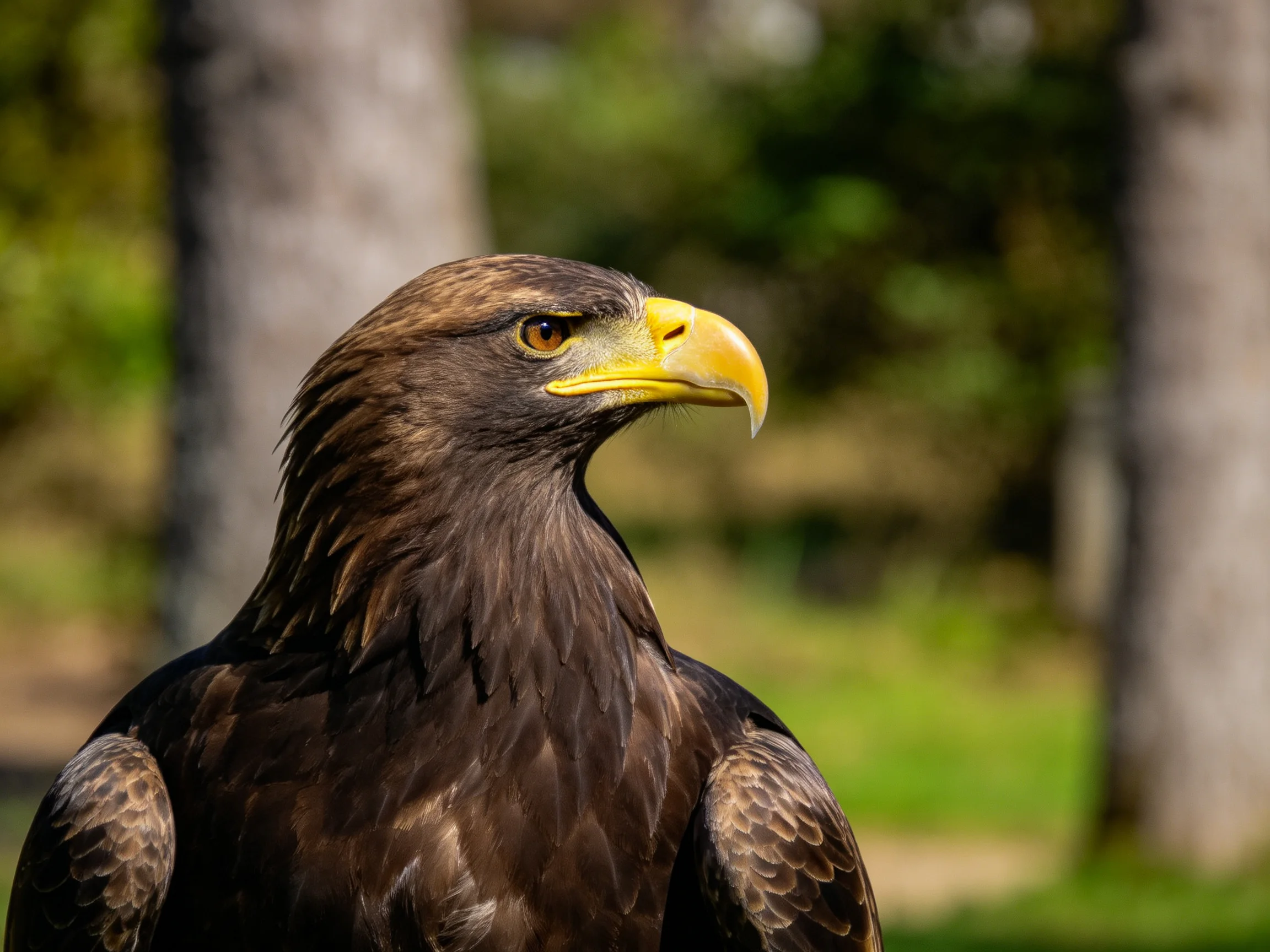 A majestic brown eagle with a bright yellow beak near trees