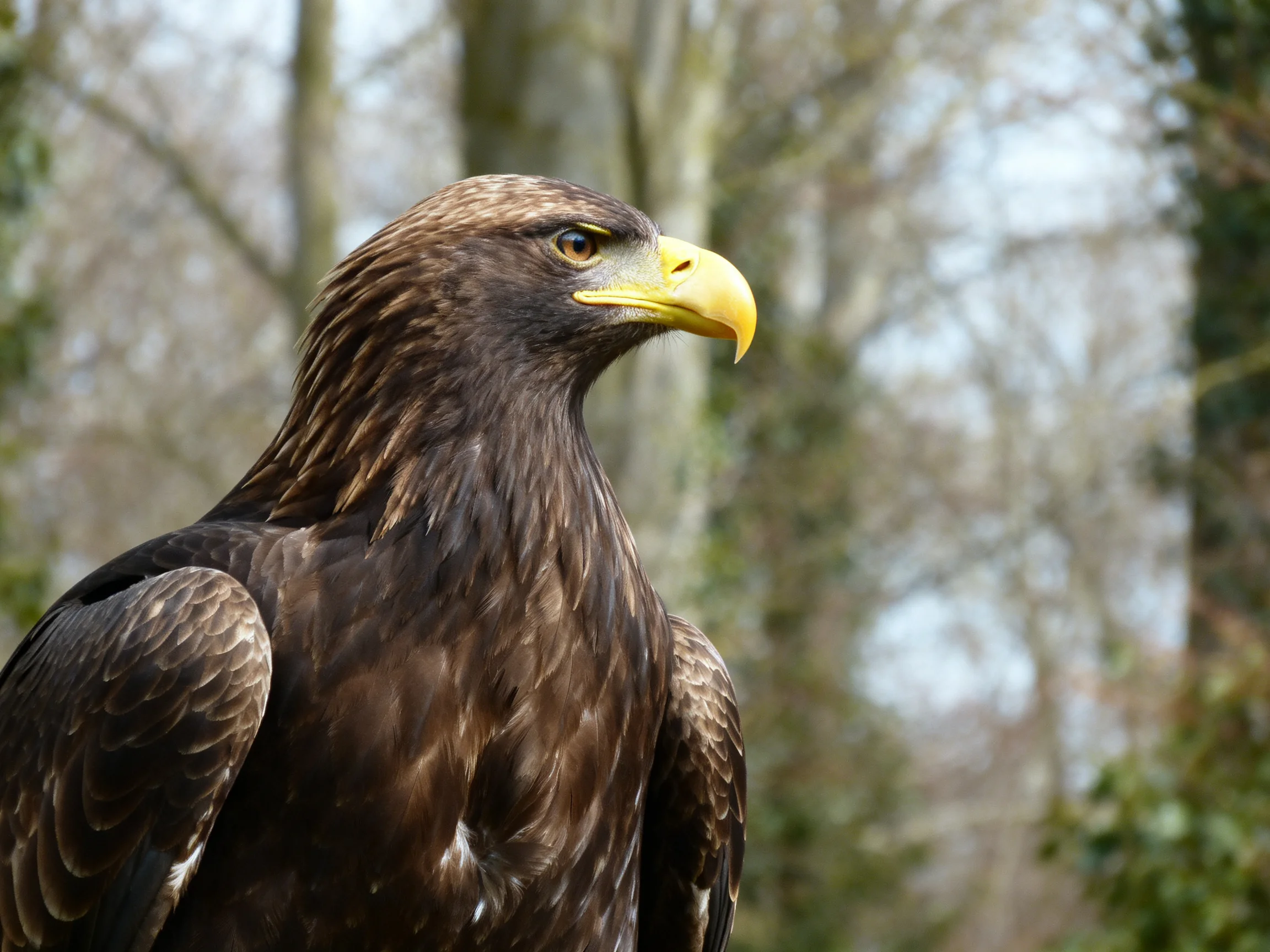 A majestic brown eagle with bright yellow beak in wooded area