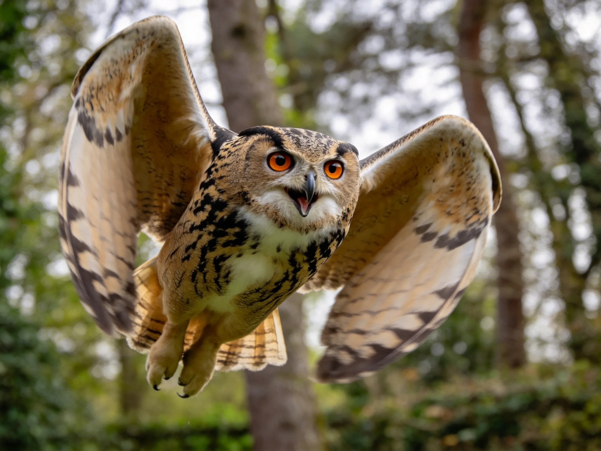 A majestic eagle owl flies with outstretched wings