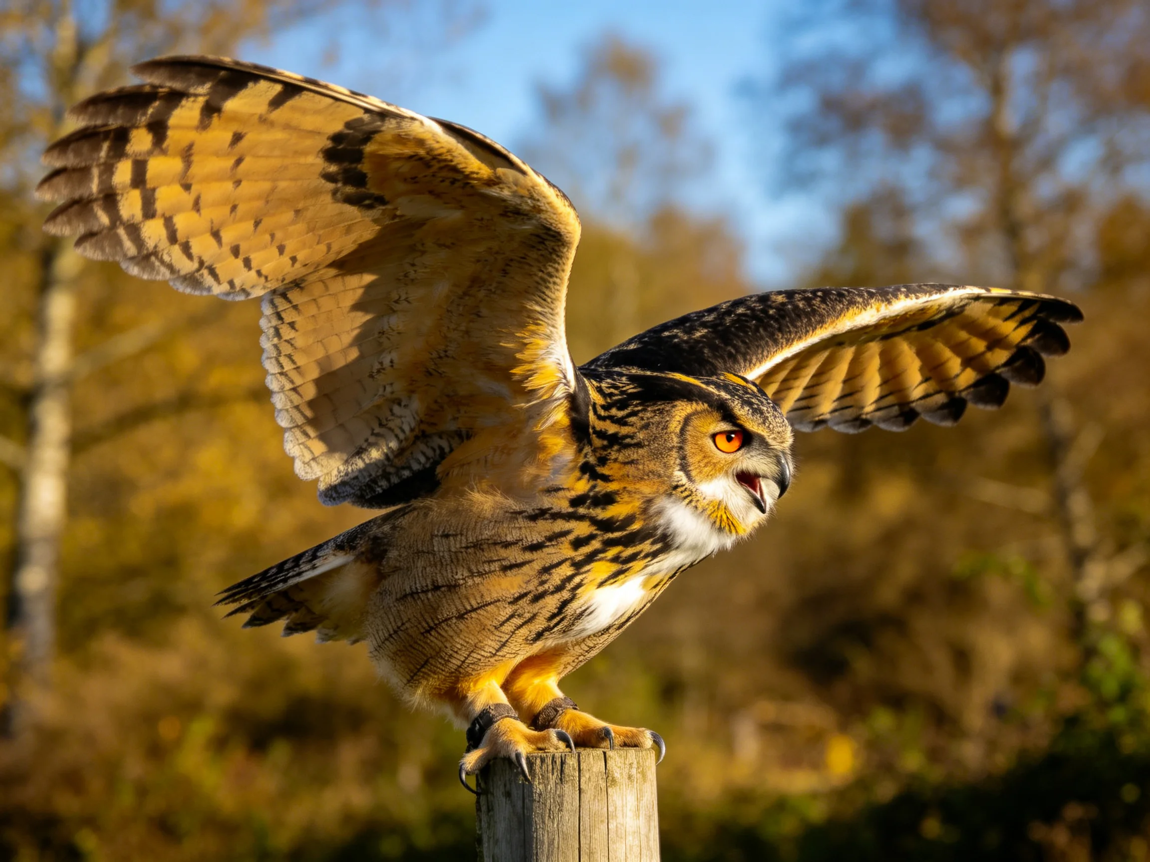 A majestic eagle owl spreading golden-brown wings on a wooden post