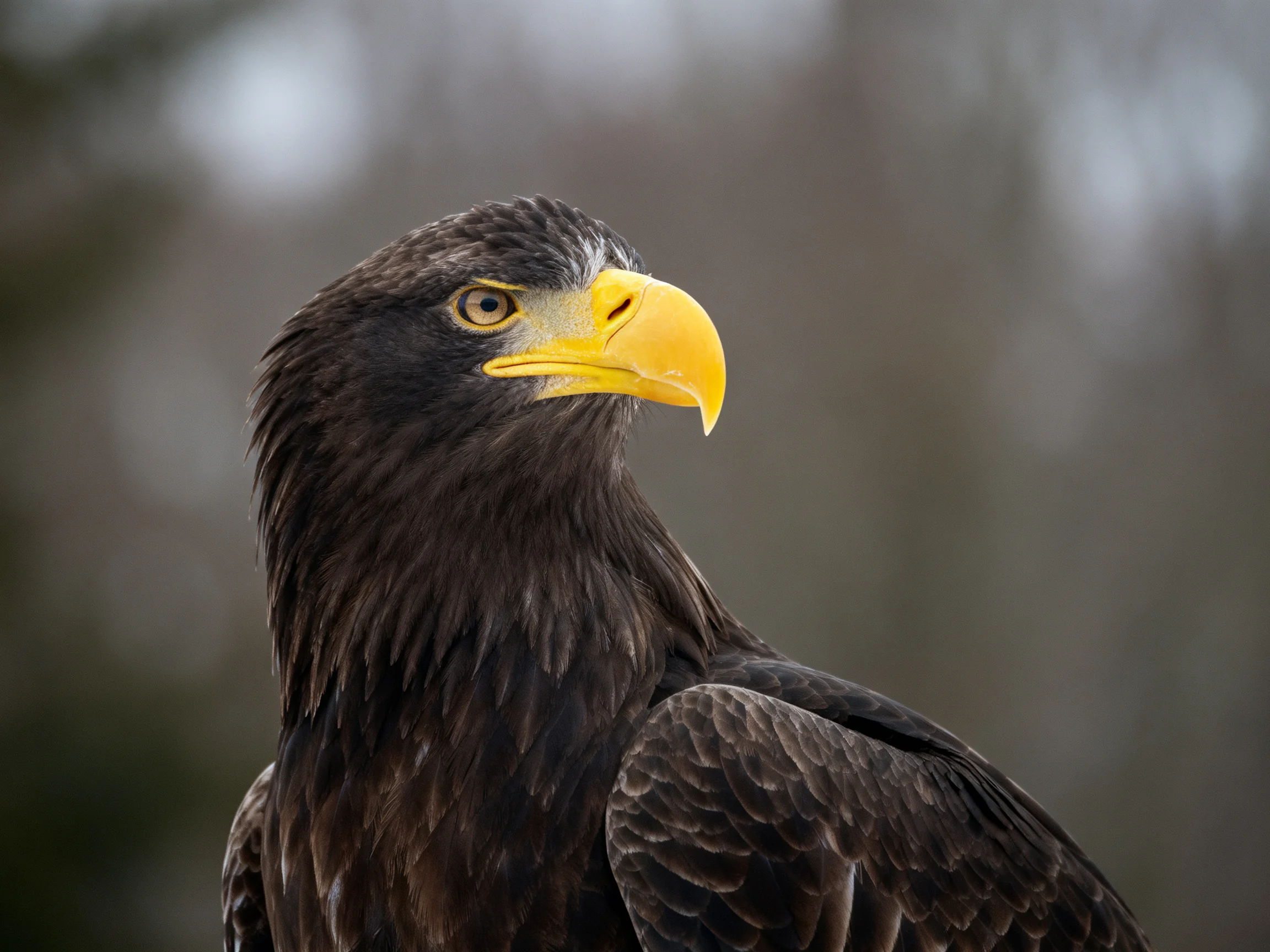 A close - up of an eagle displaying its dark feathers and vivid yellow beak.