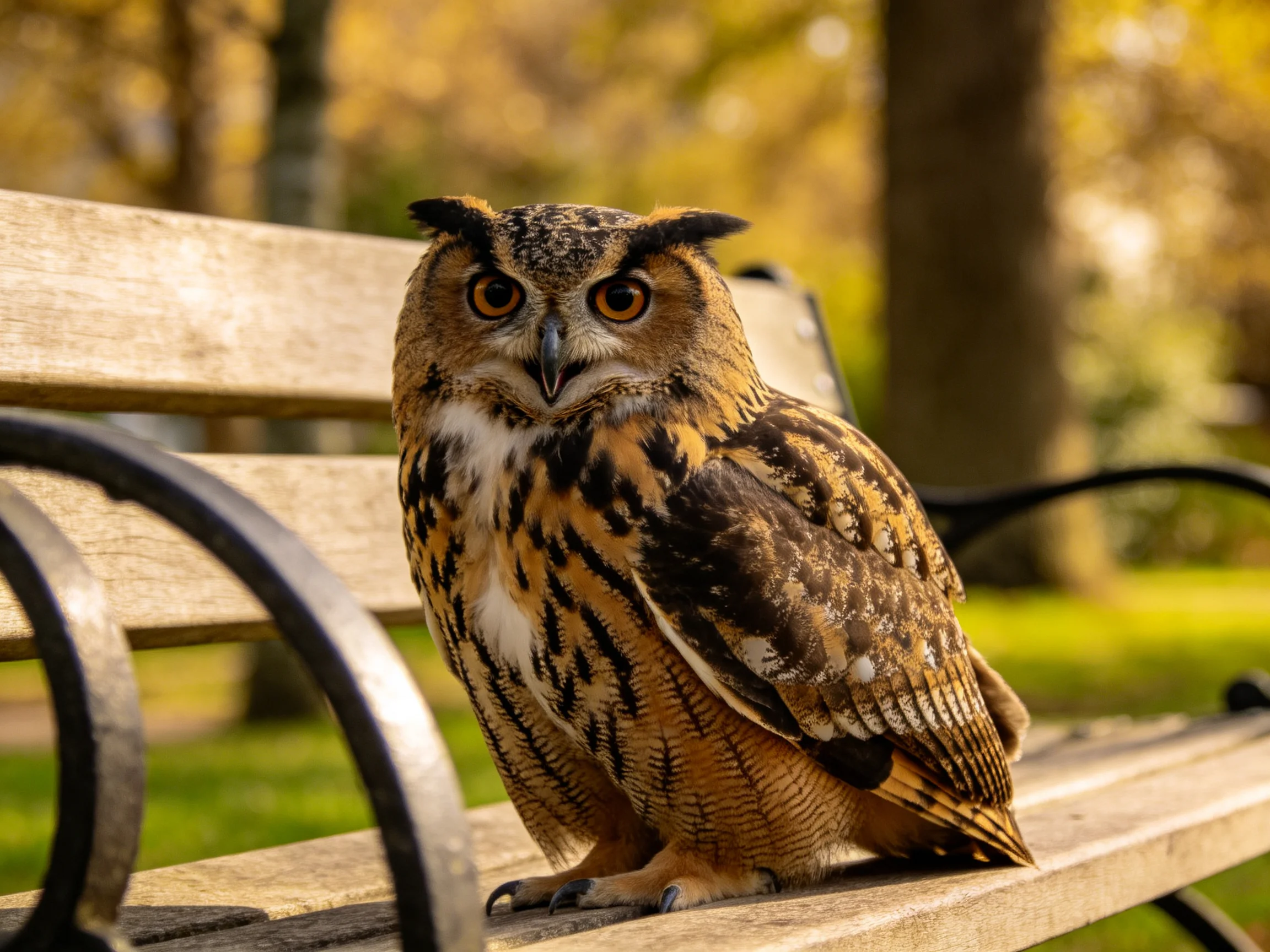 A majestic owl with brown and orange plumage perched on a wooden park bench