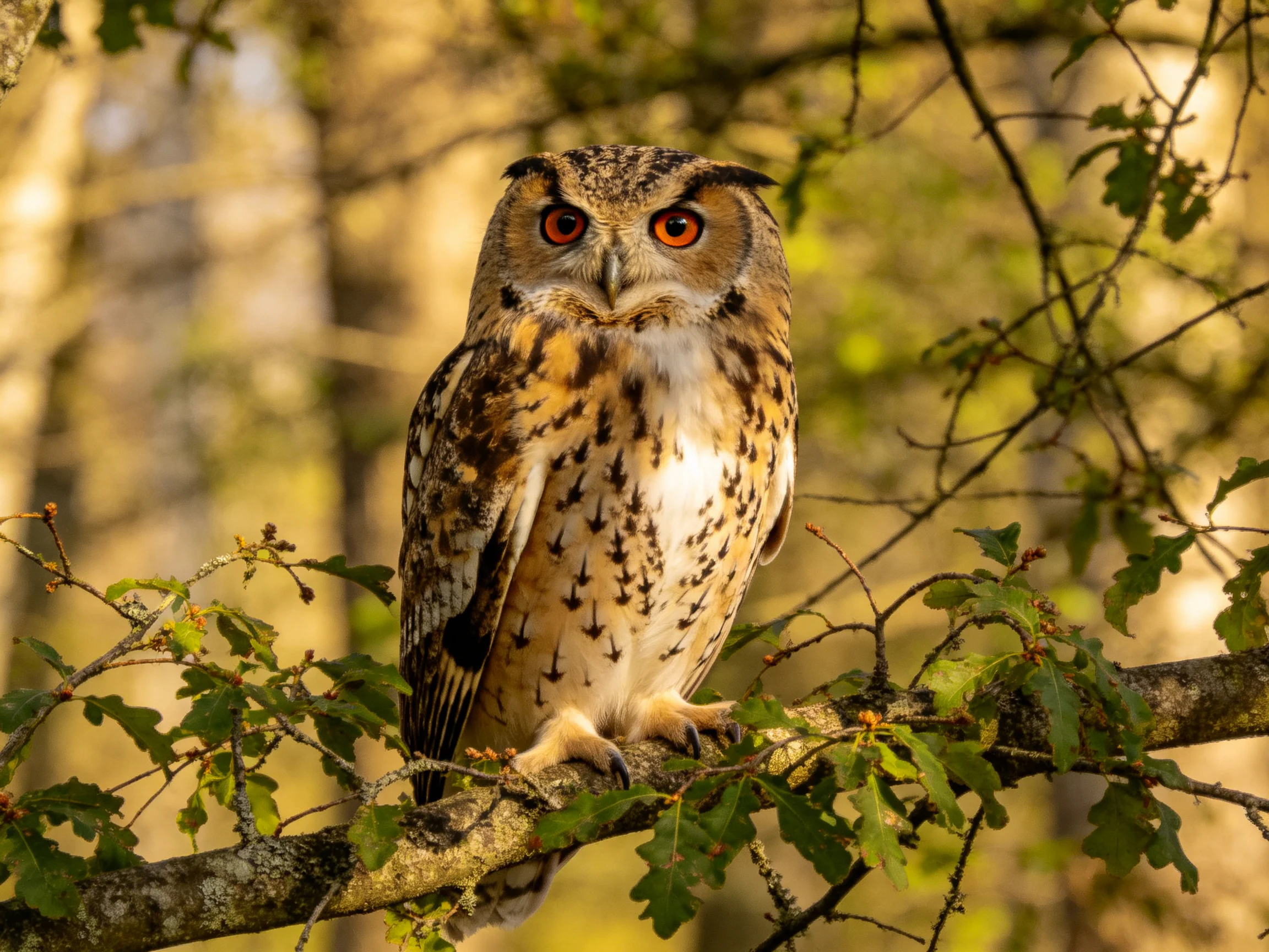 A majestic owl with reddish eyes perches on a leafy branch