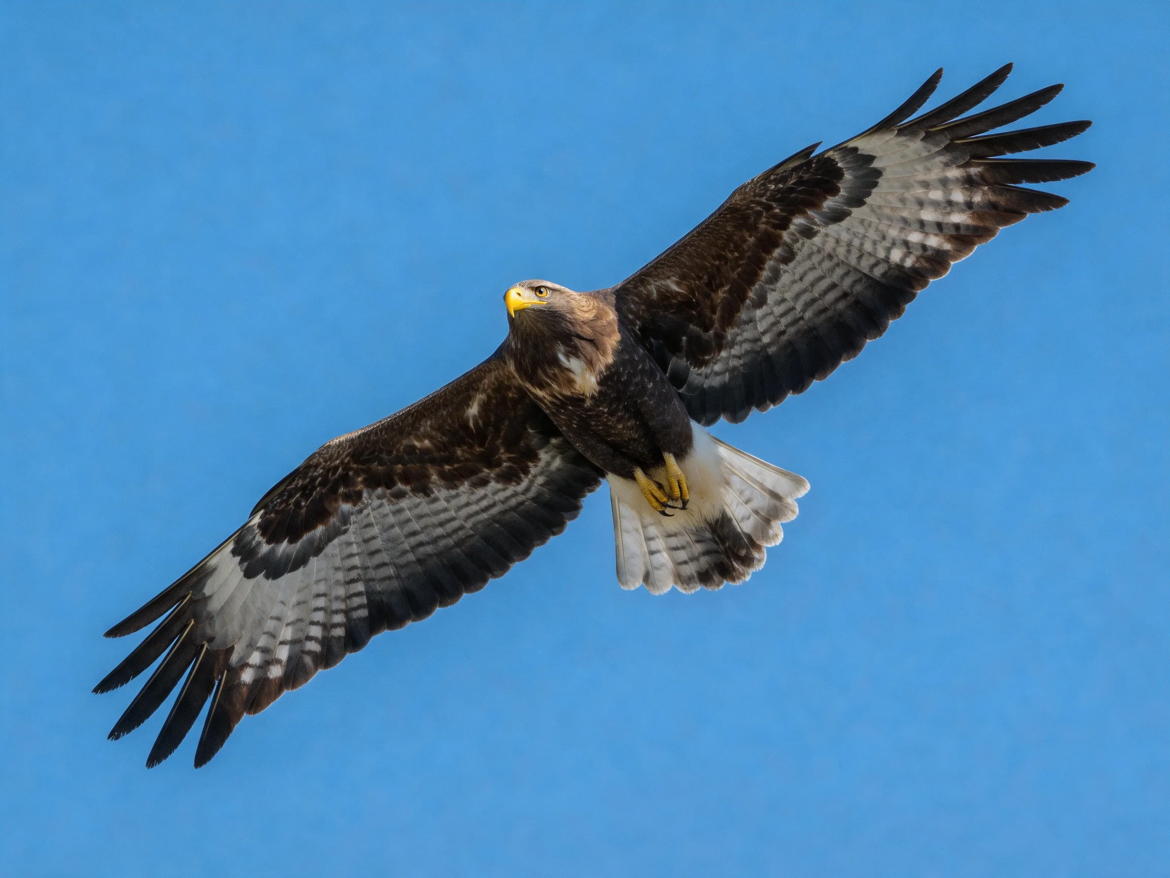 A majestic raptor soaring with outstretched wings against clear blue sky