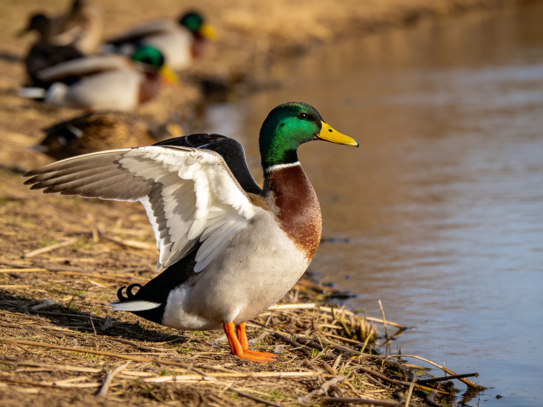 A male mallard duck flapping wings by a calm water shore