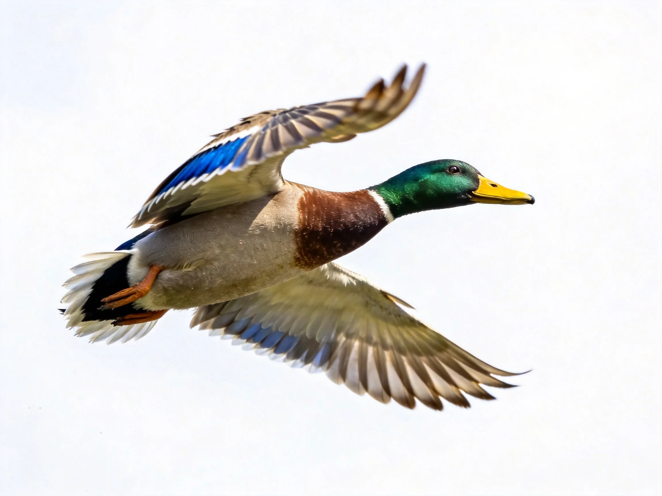 A male mallard duck flies with outstretched wings, displaying vibrant plumage.
