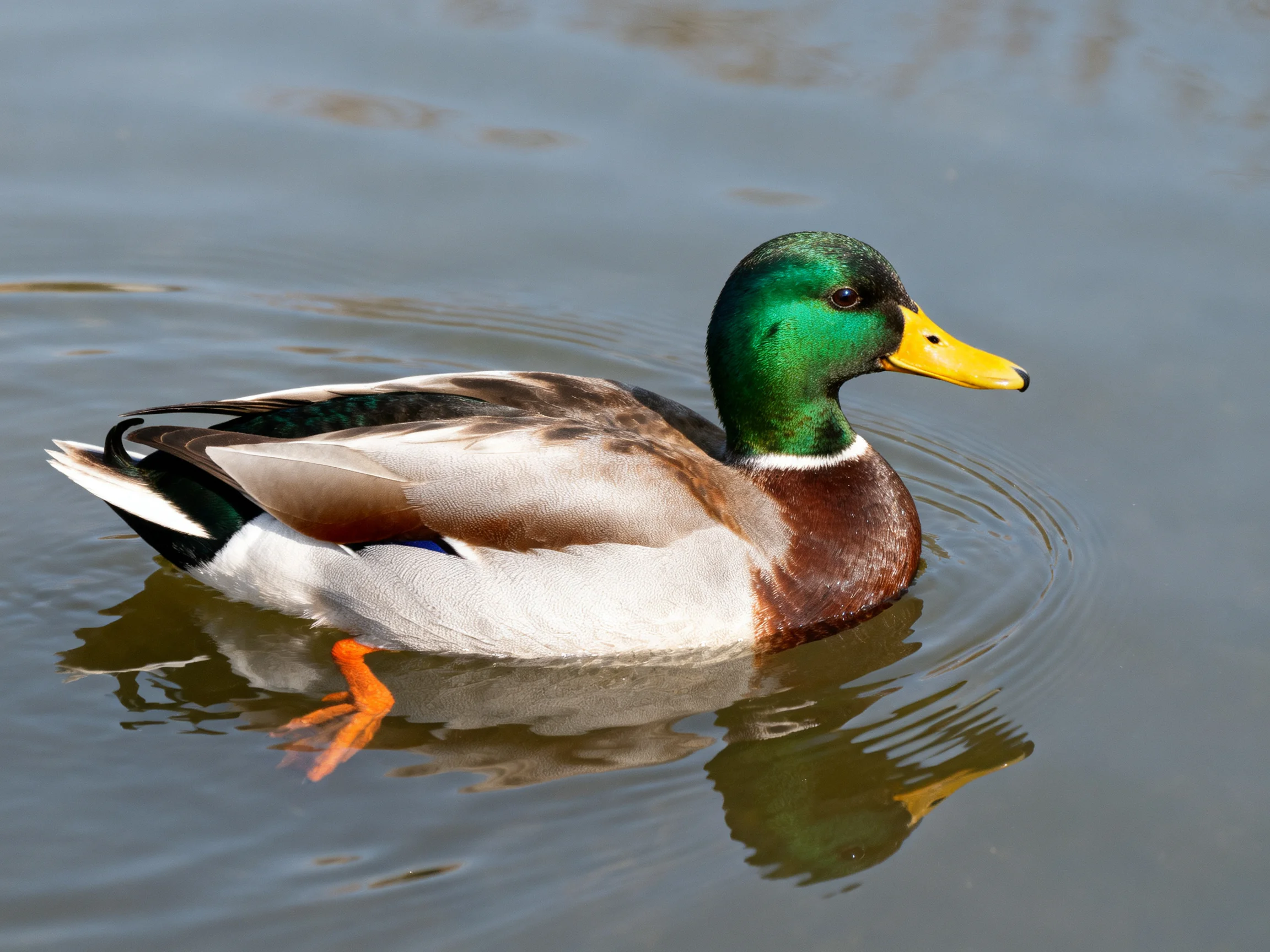 A male mallard duck swims in calm water with colorful plumage