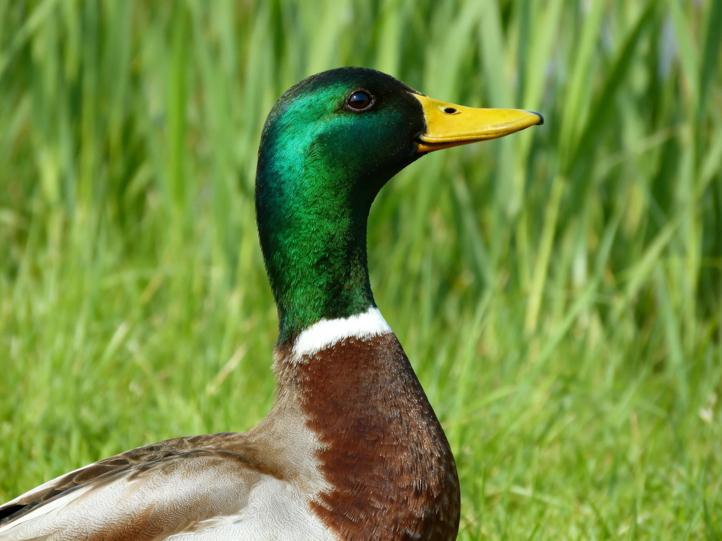 A male mallard duck with iridescent green head and bright yellow beak