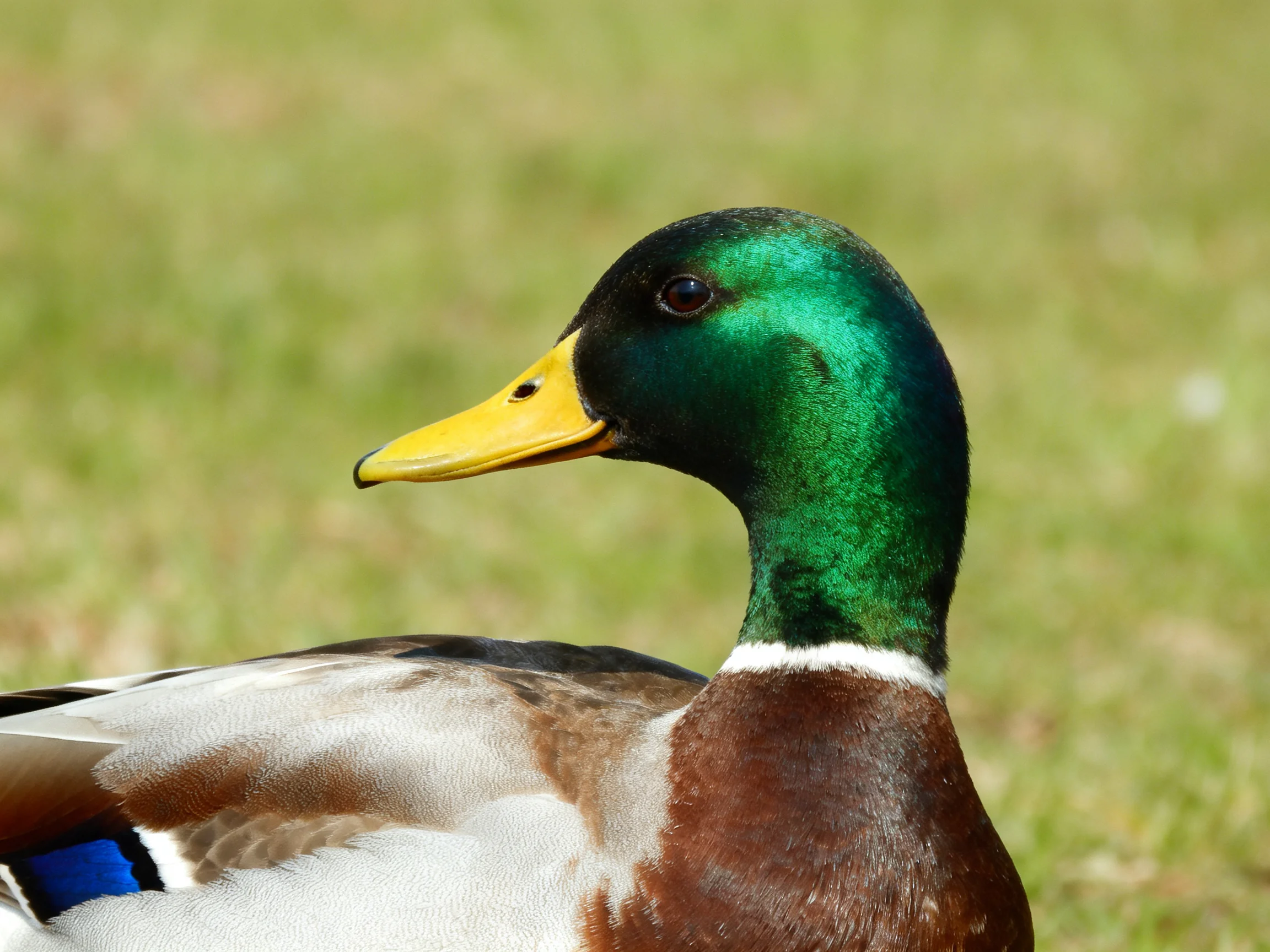 A male mallard duck with iridescent green head and bright yellow bill