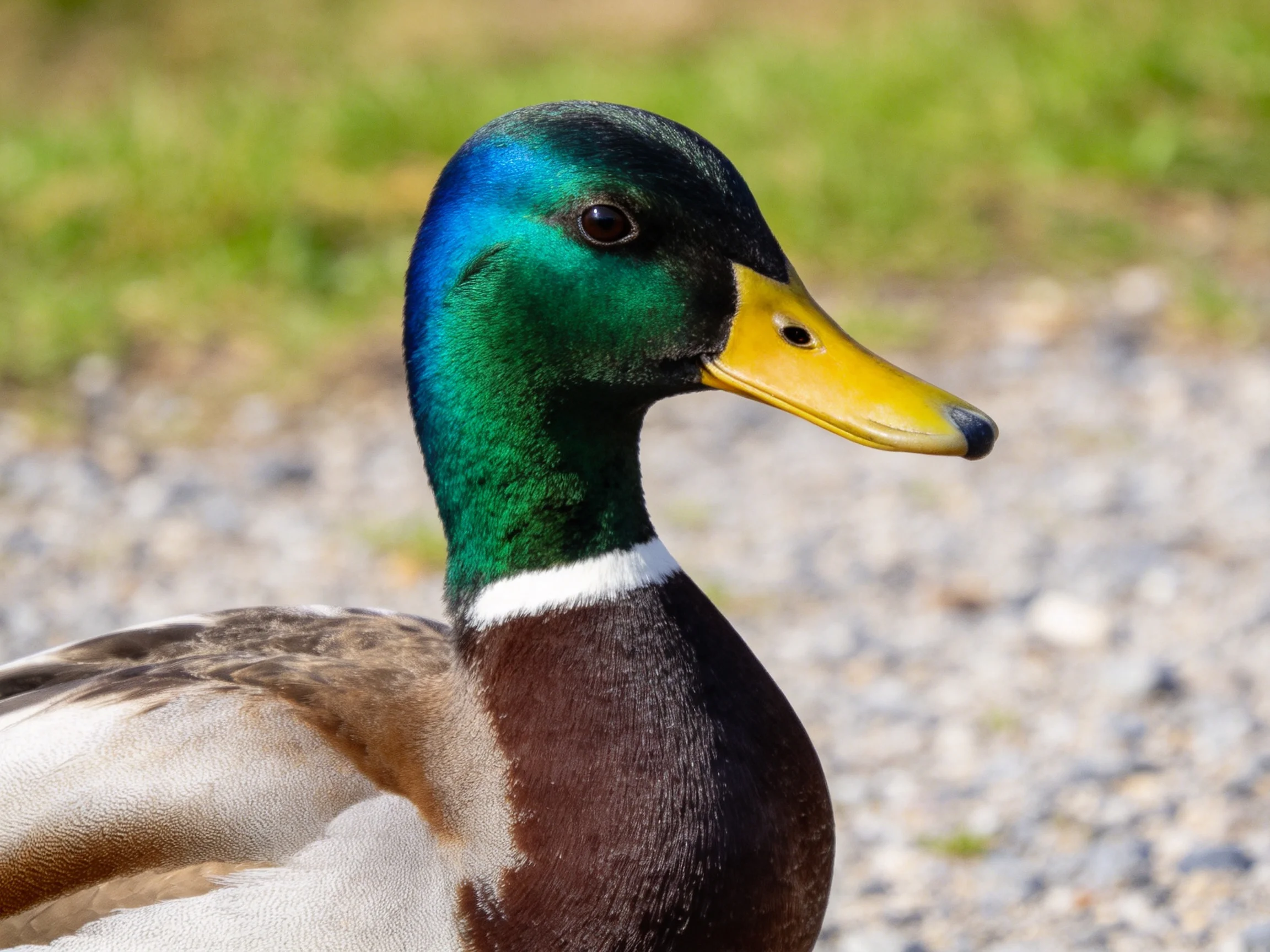 A male mallard duck with iridescent green head and yellow beak