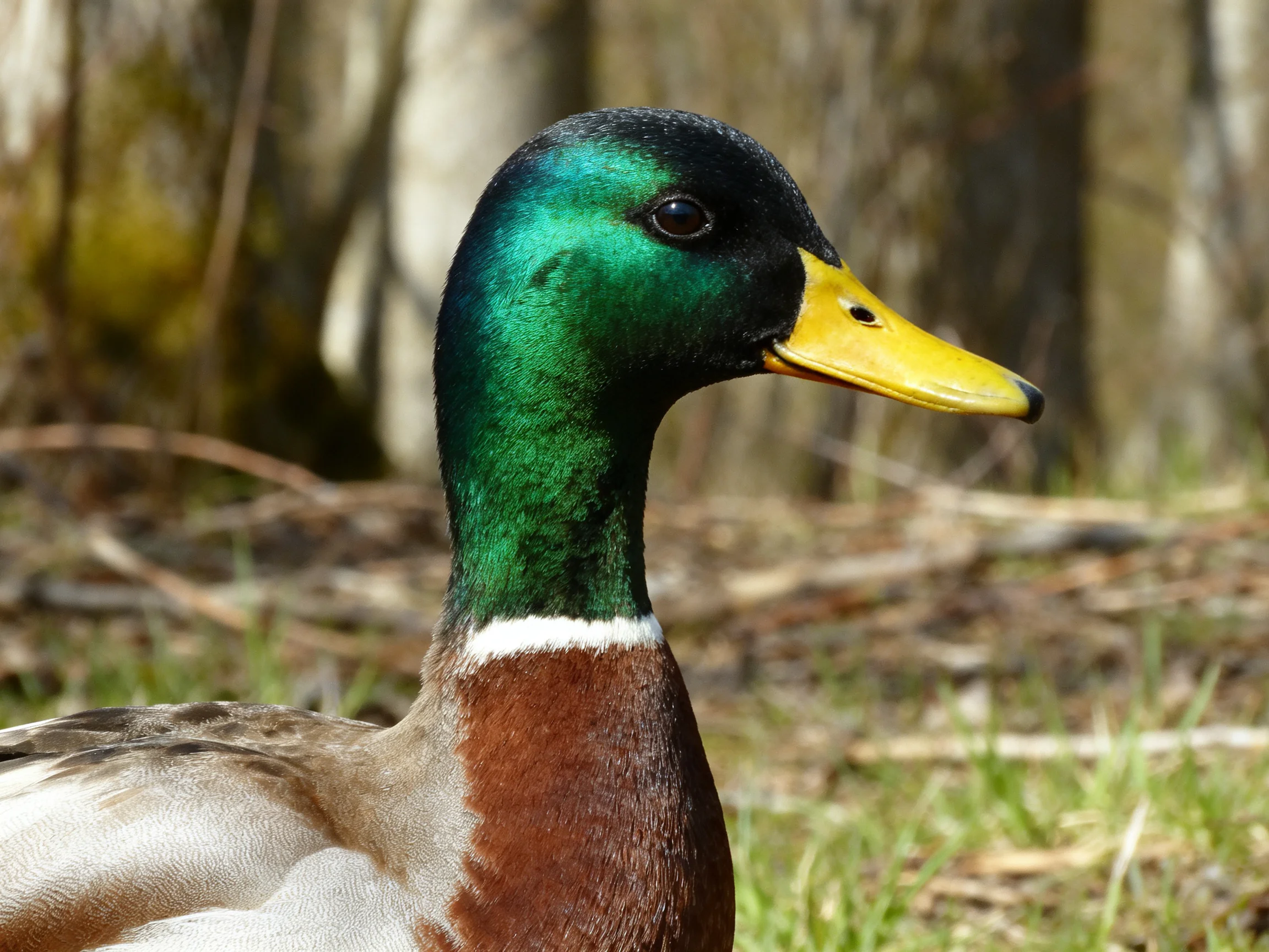 A male mallard duck with iridescent green neck, bright yellow bill, brown chest