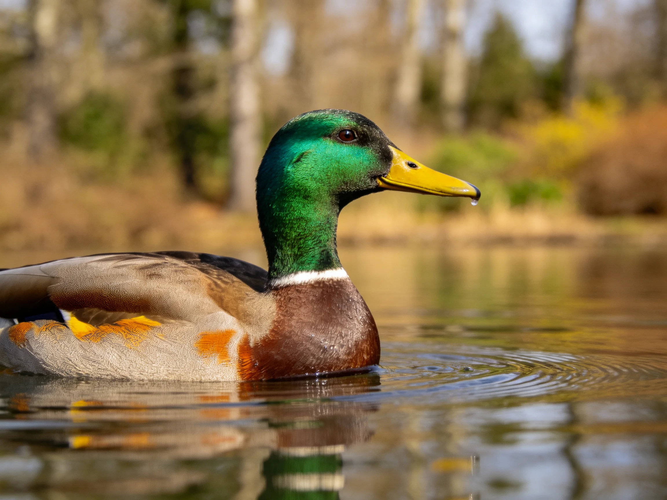 A male mallard duck with vibrant green head swims in reflective water