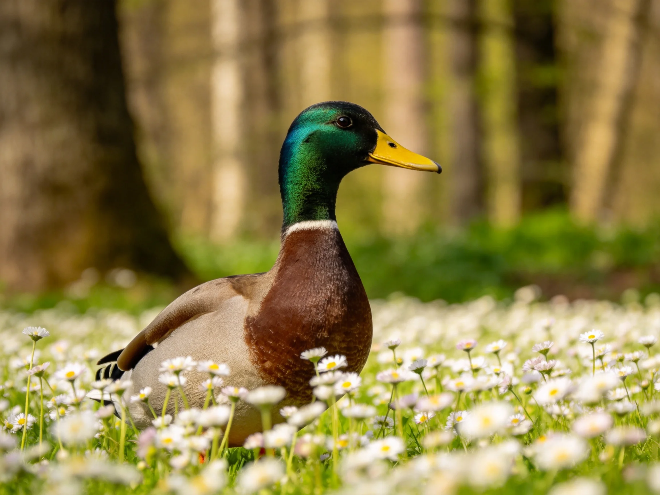 A mallard duck amid white wildflowers with forest backdrop