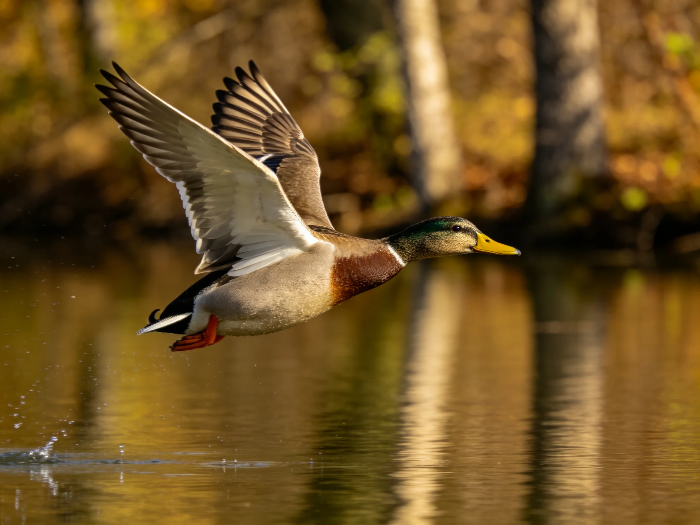 A mallard duck flies low over calm water near autumnal trees