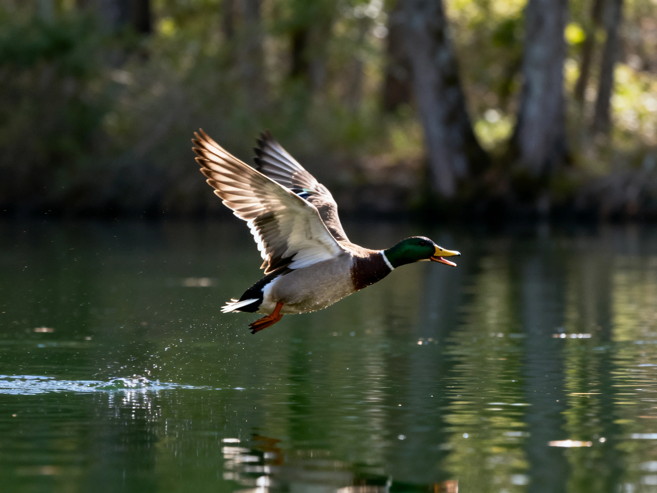 A mallard duck flies over calm water near wooded trees