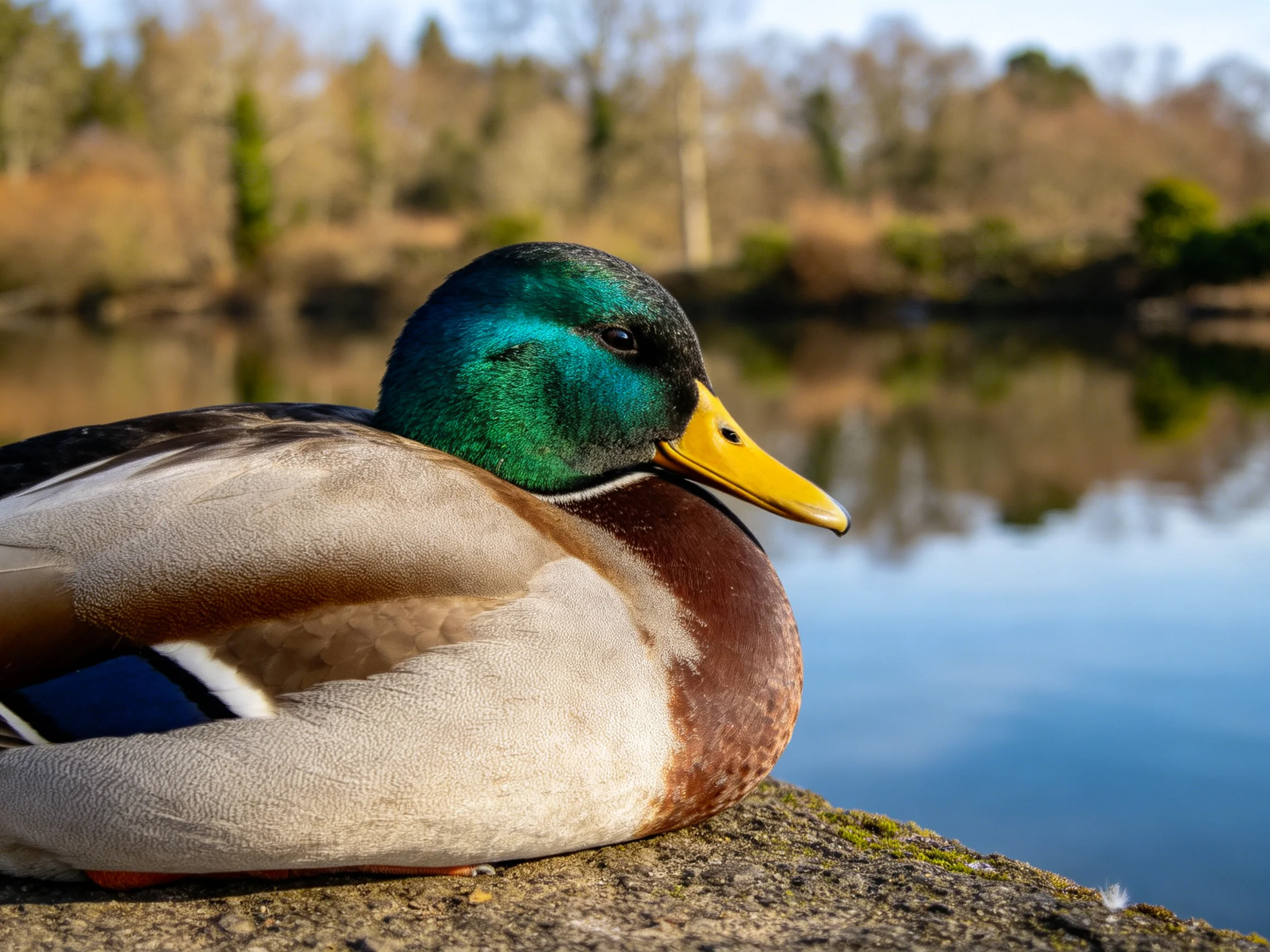 A mallard duck resting by calm waters with green head and yellow beak