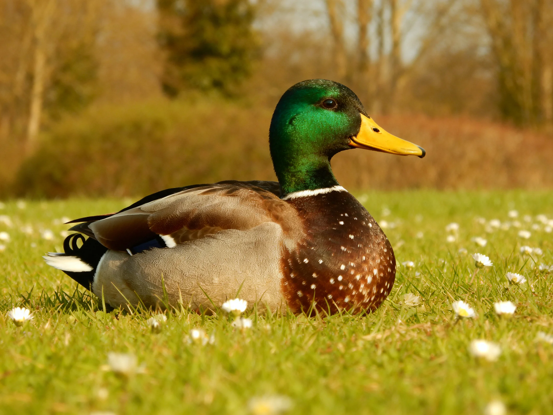 A mallard duck rests amid small white flowers in a sunlit meadow.