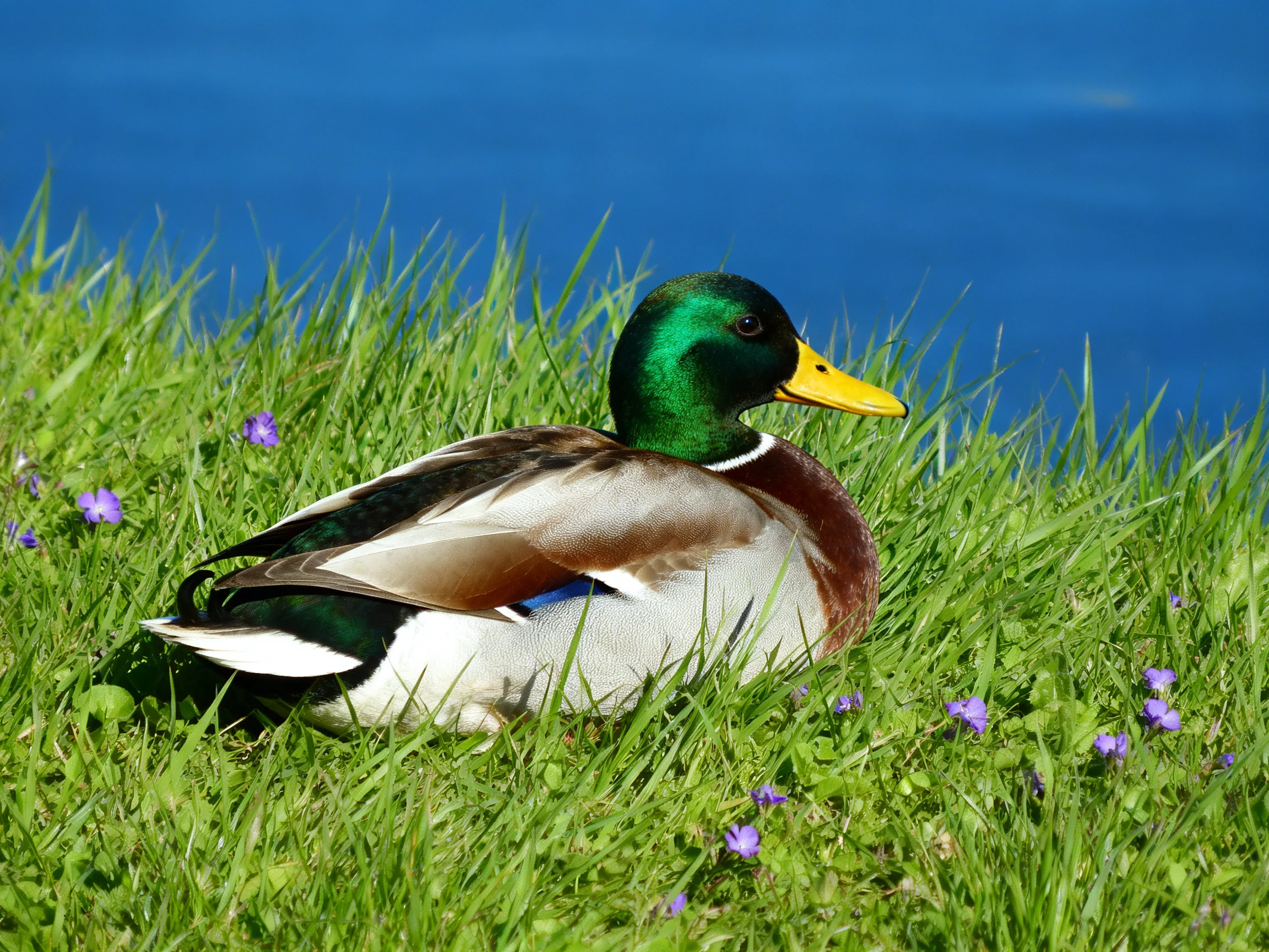 A mallard duck rests in lush green grass by blue water