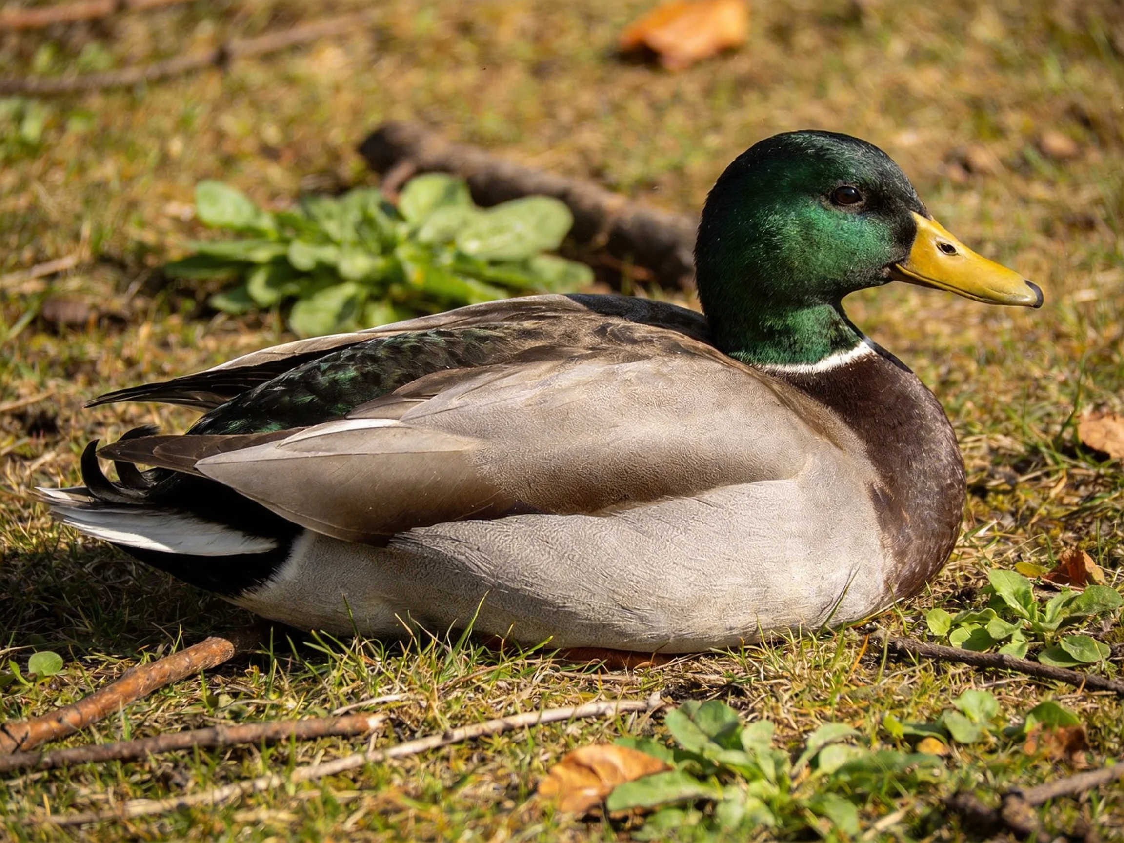 A mallard duck rests on grassy ground with colorful plumage