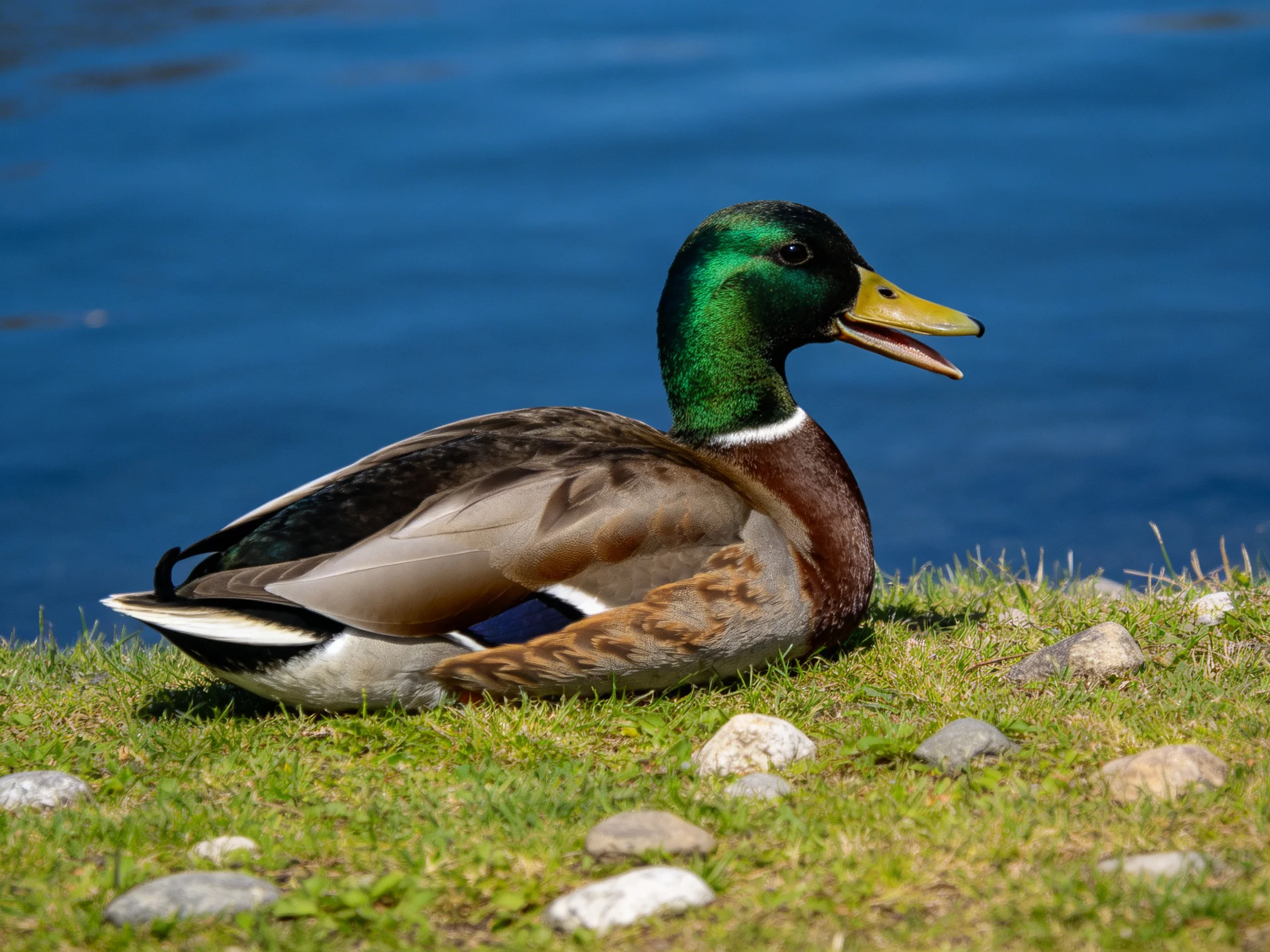 A mallard duck rests on grassy shore by calm blue water