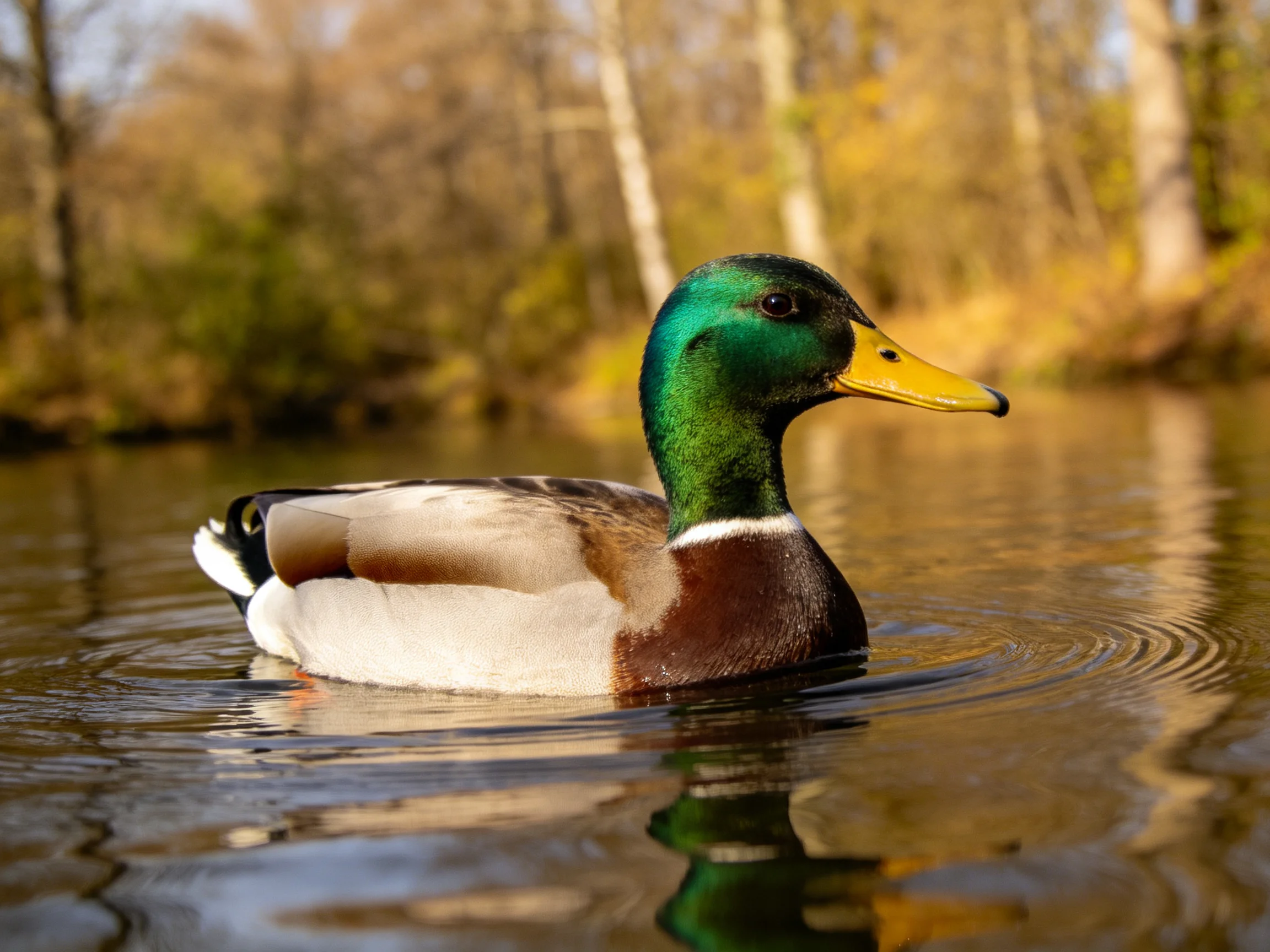 A mallard duck swims in calm water near autumnal trees