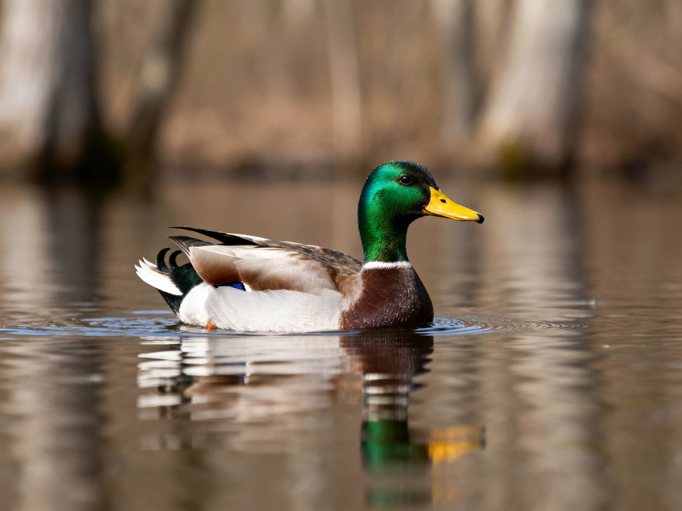 A mallard duck swims in calm water near blurred trees
