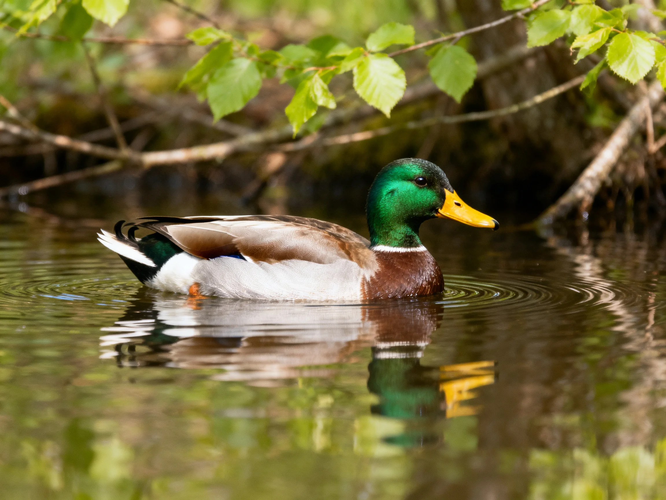 A mallard duck swims in calm water near leafy branches