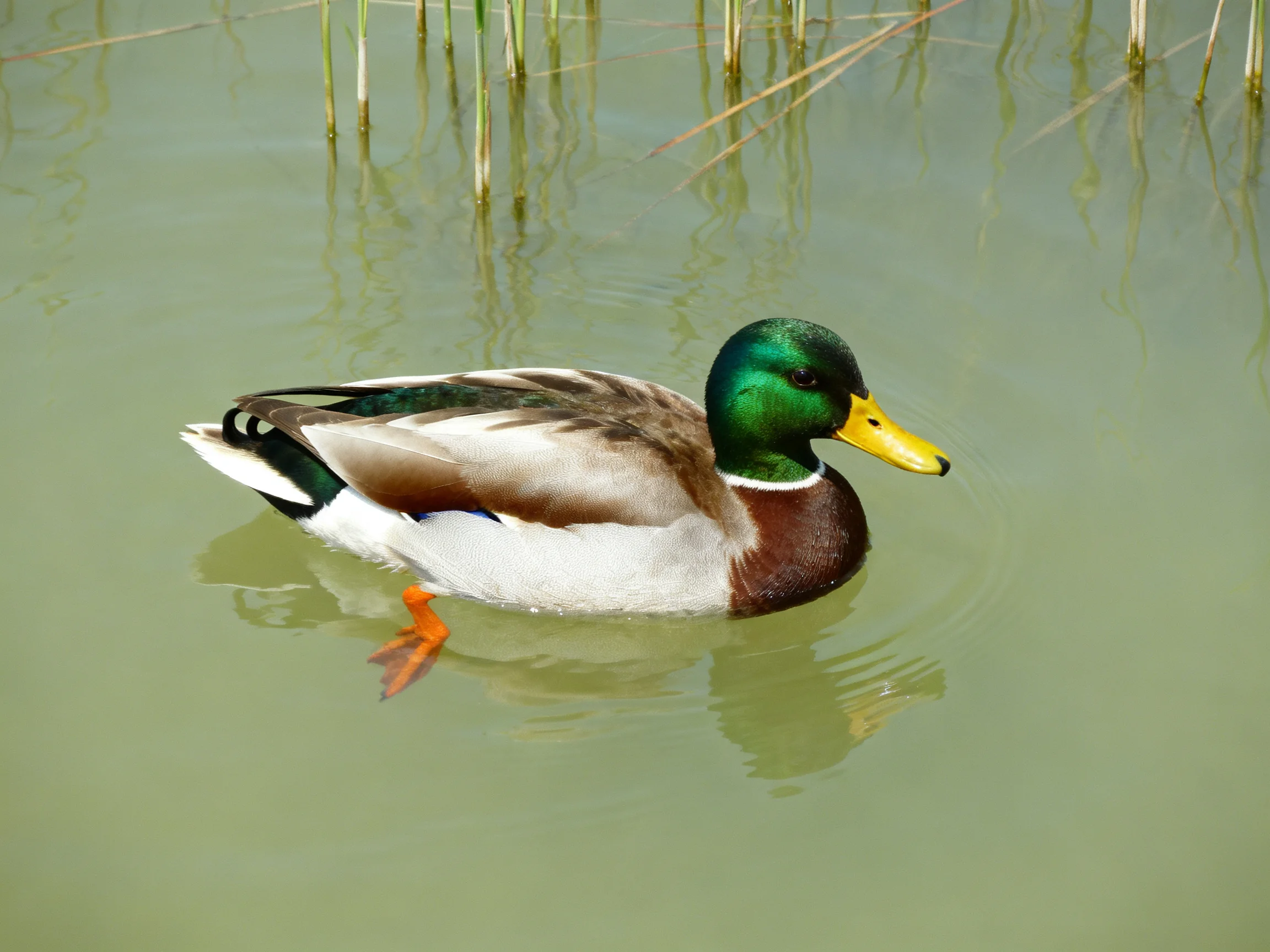 A mallard duck swims in calm water near tall reeds
