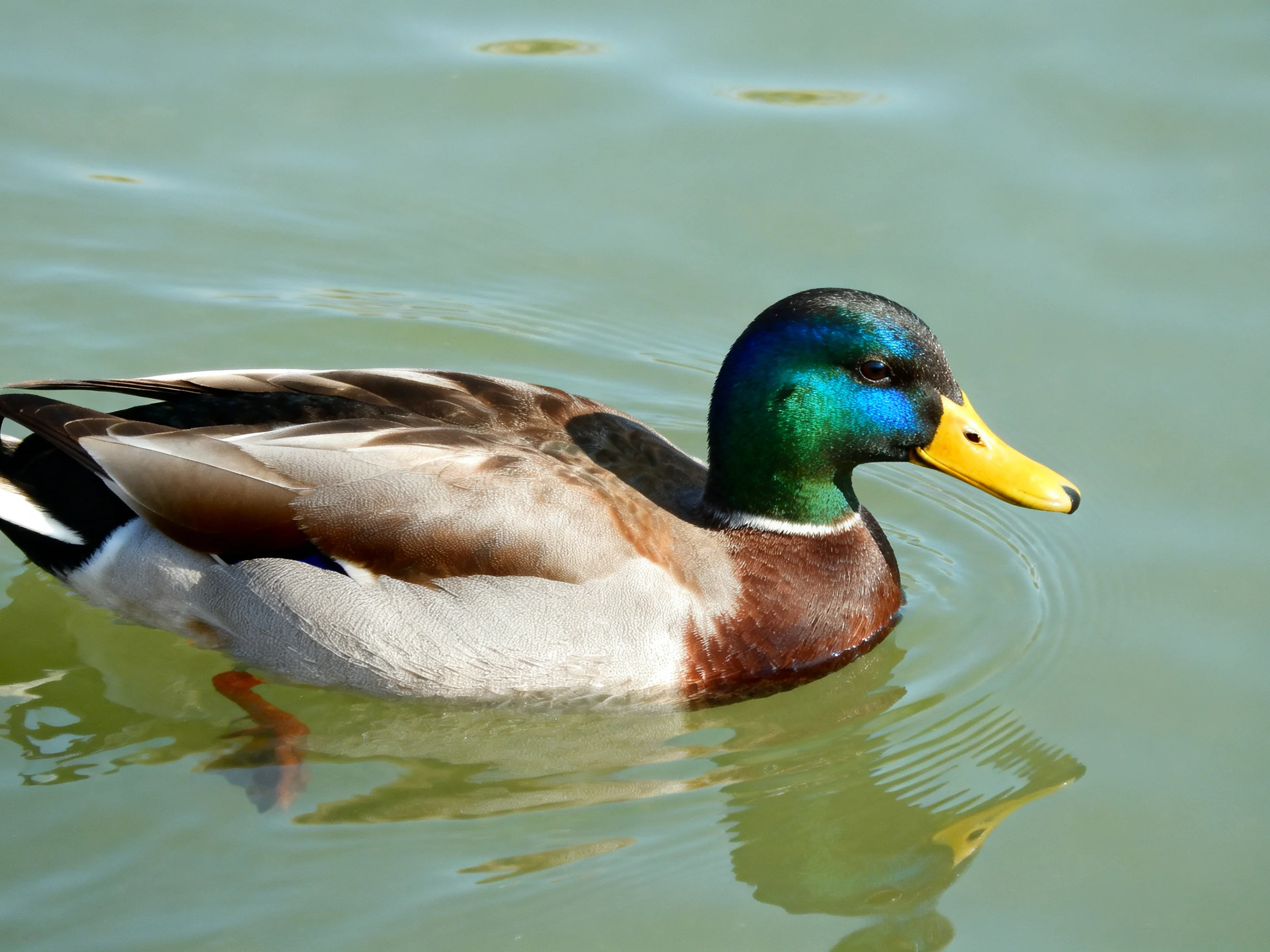 A mallard duck swims in calm water with vibrant plumage