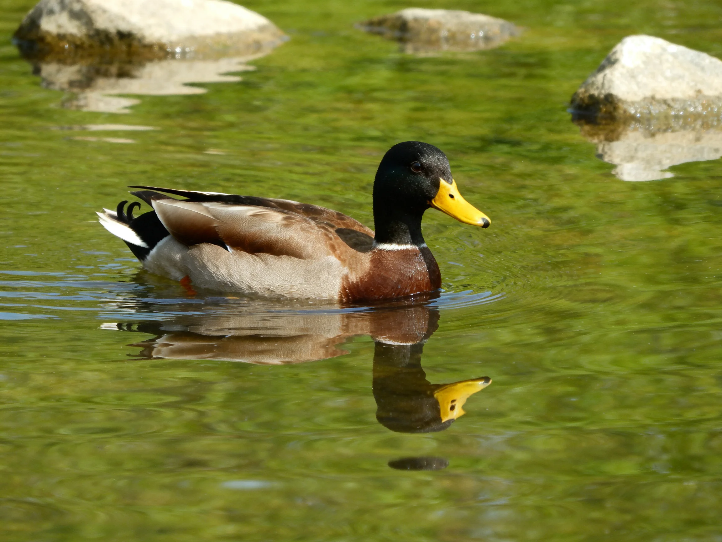A mallard duck swims in greenish water near gray rocks