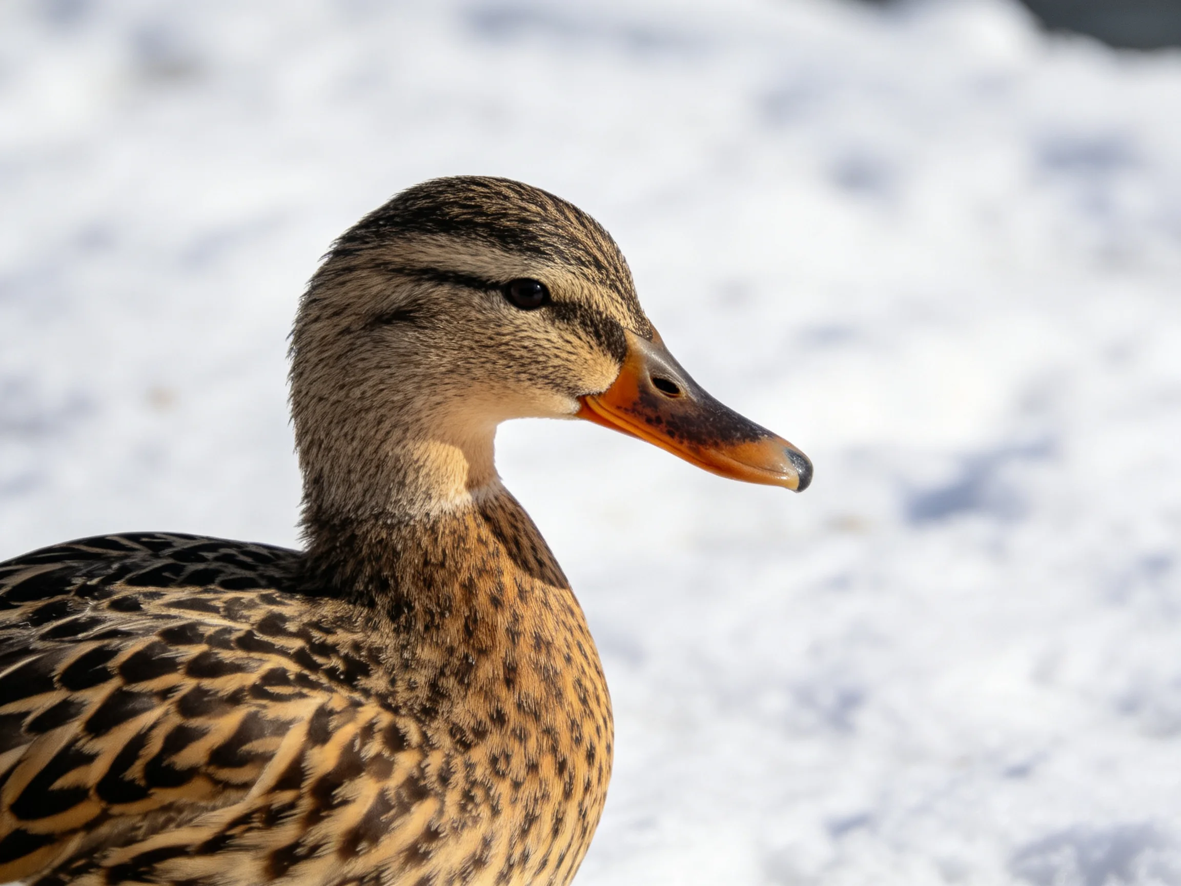 A mallard duck with patterned feathers stands near a snowy area.
