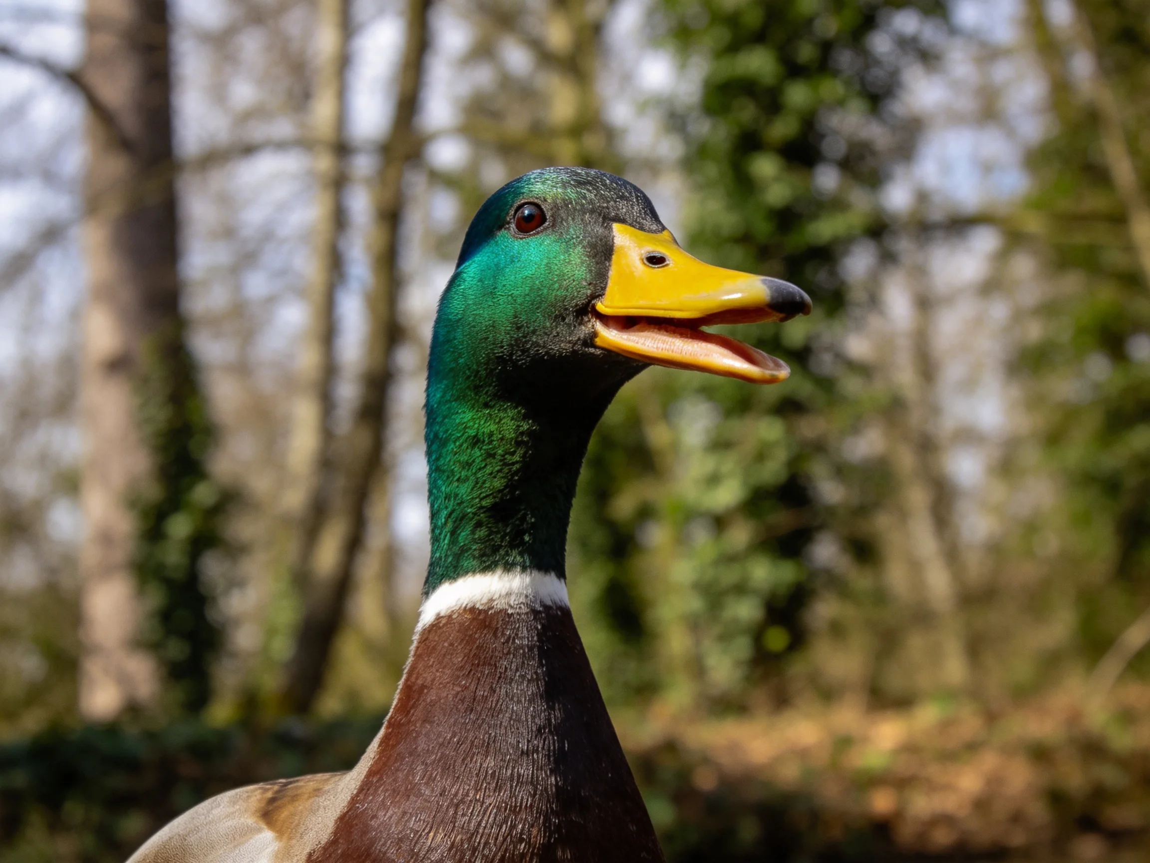 A mallard duck with emerald neck and golden beak