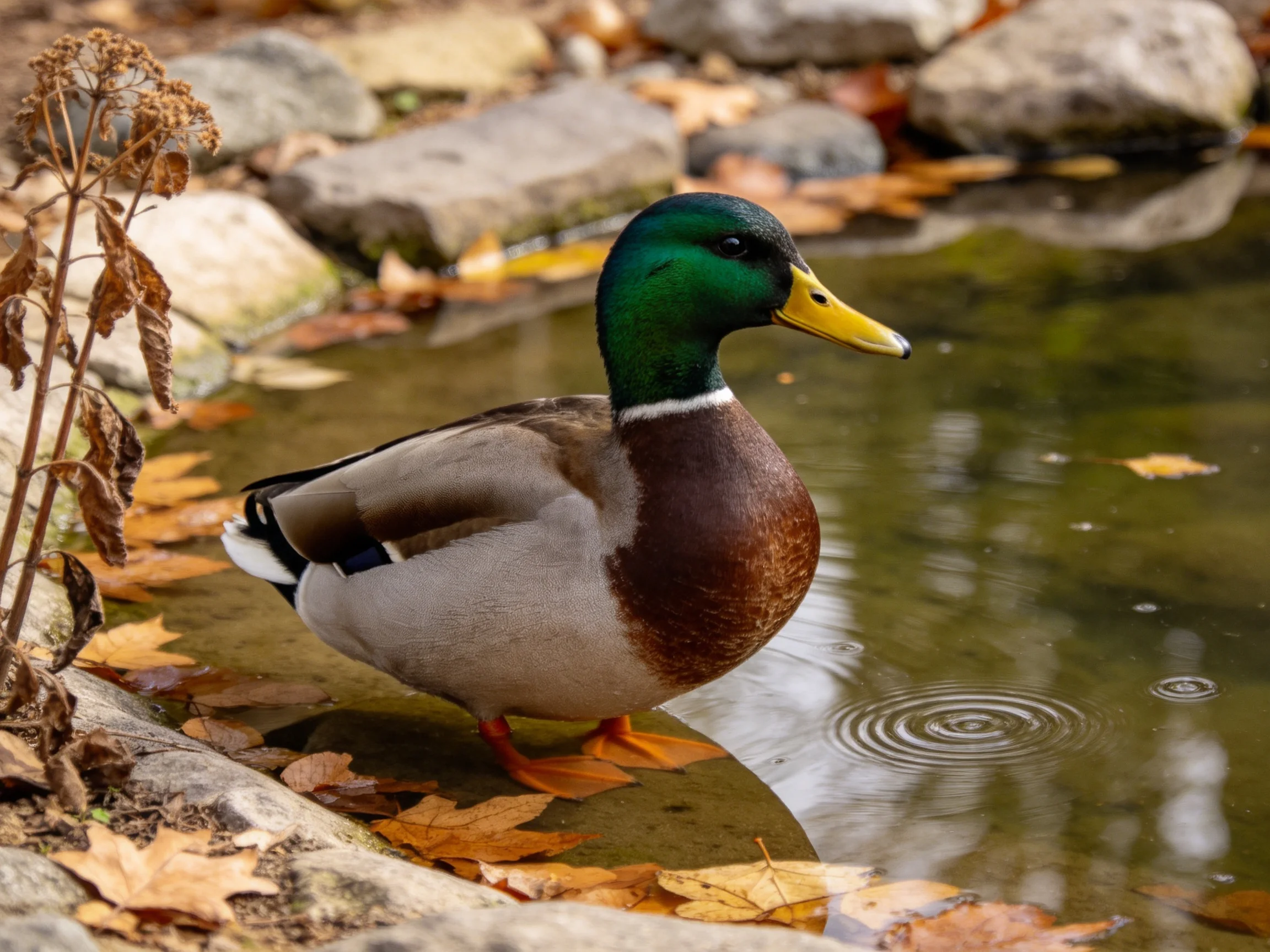 A mallard duck with green head by a rocky pond with autumn leaves