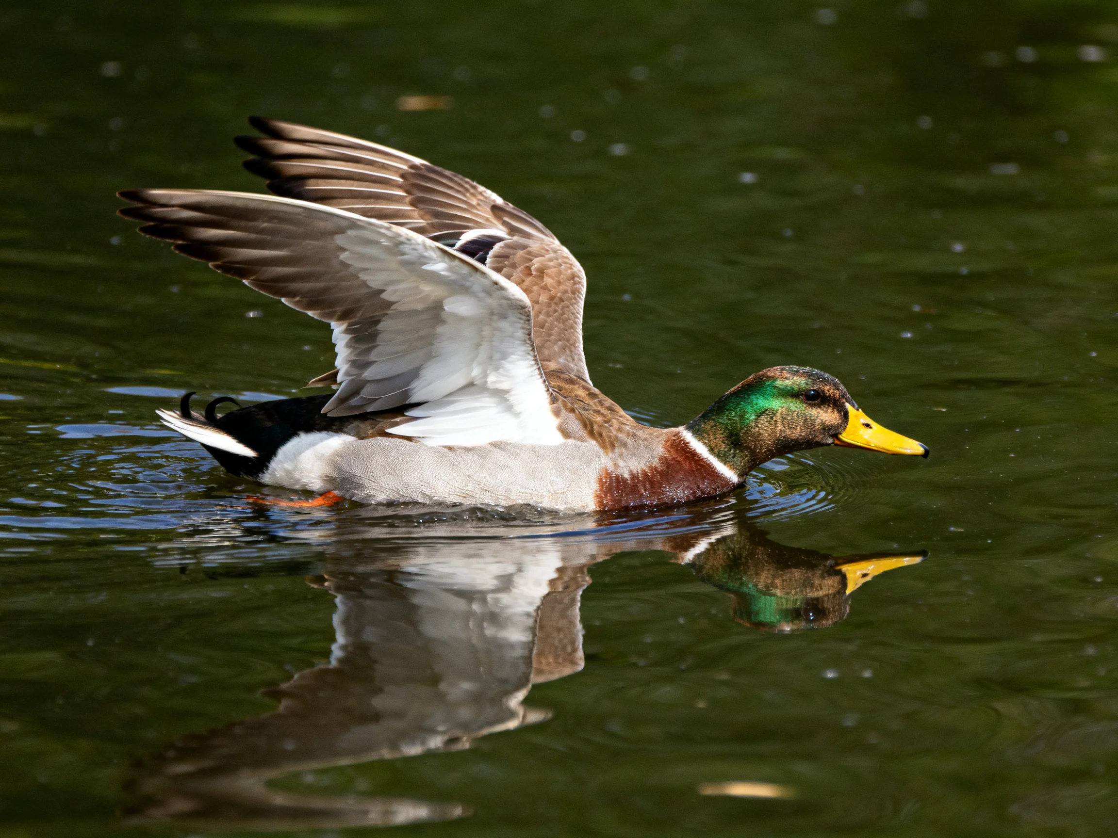 A mallard duck with green head spreads wings in water