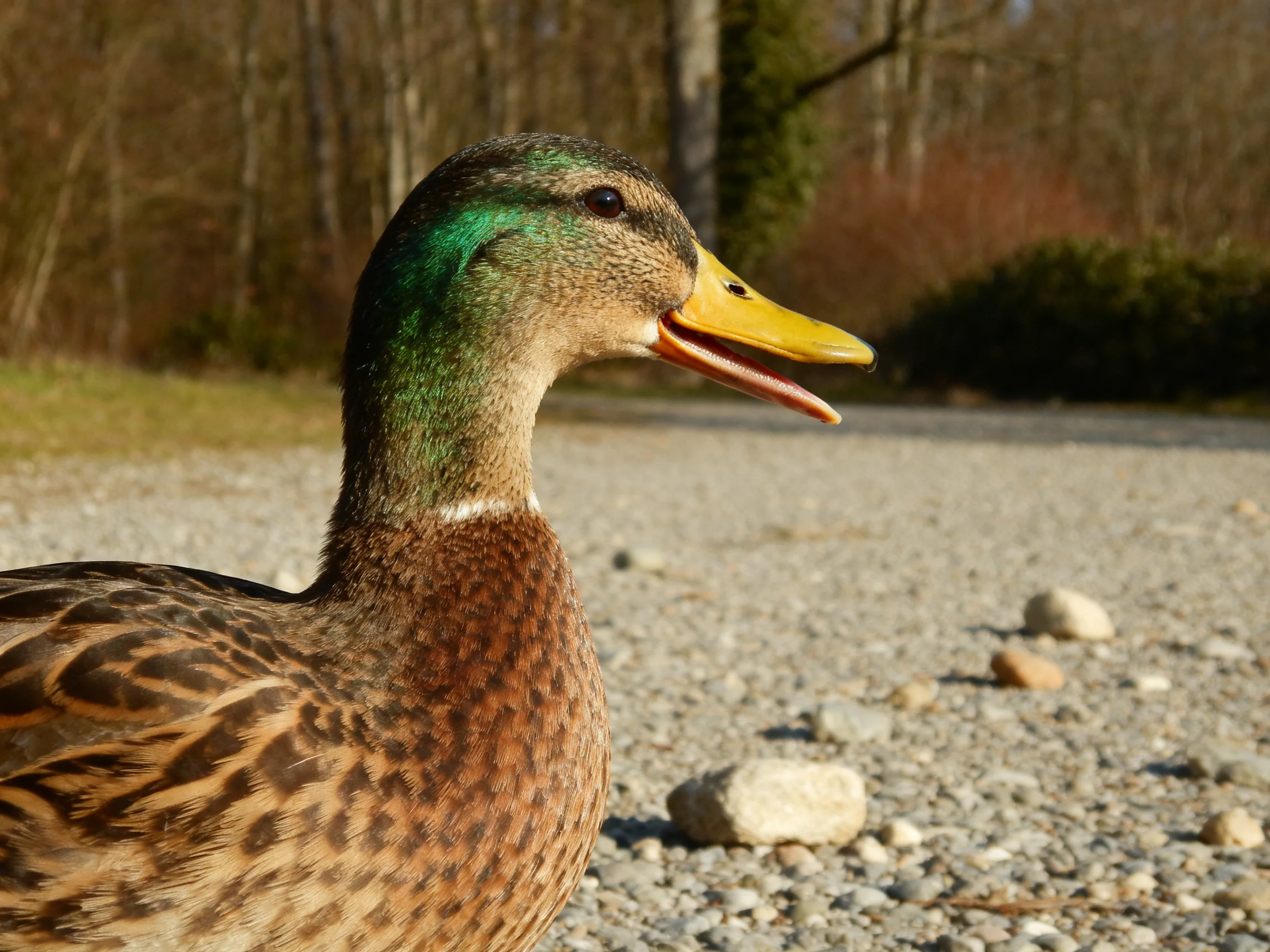 A mallard duck with green head, yellow beak, and brown plumage near gravel path