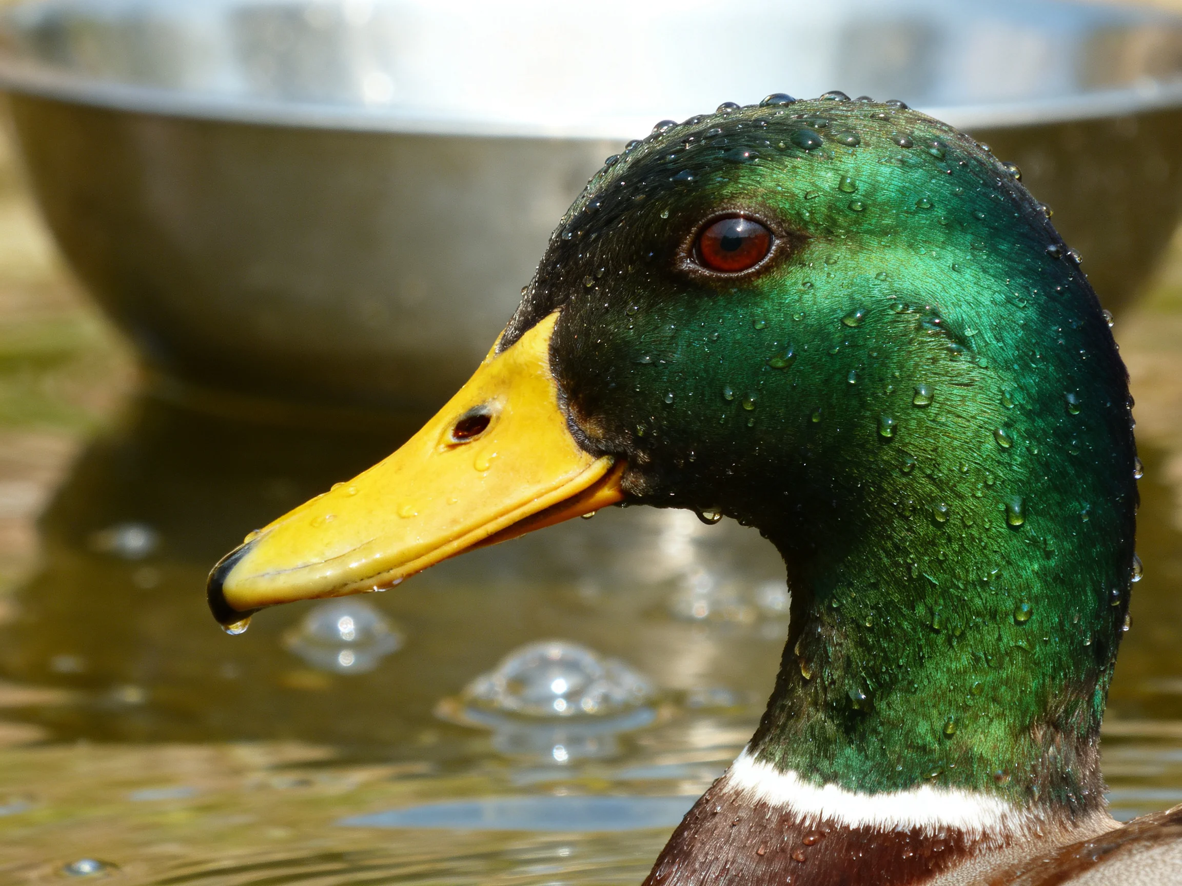 A mallard duck with green head, yellow beak, and water droplets